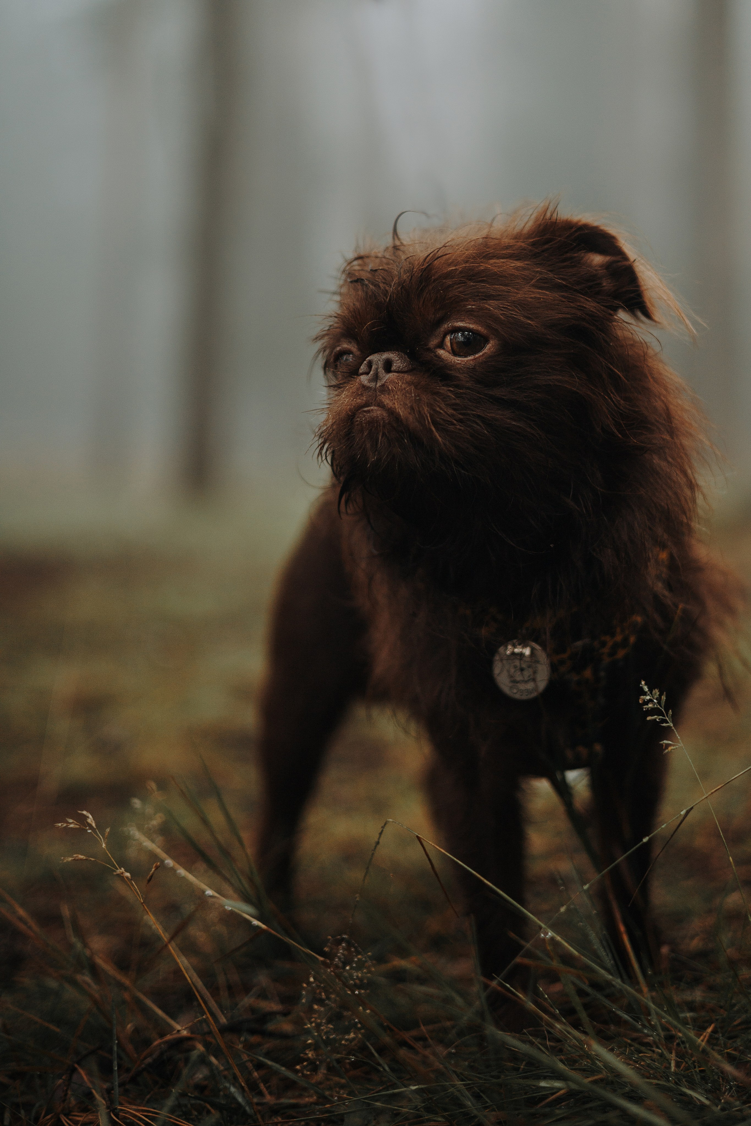 Наташа & Оззи & Йоша. Фотограф — анималист •love-story•|Санкт-Петербург