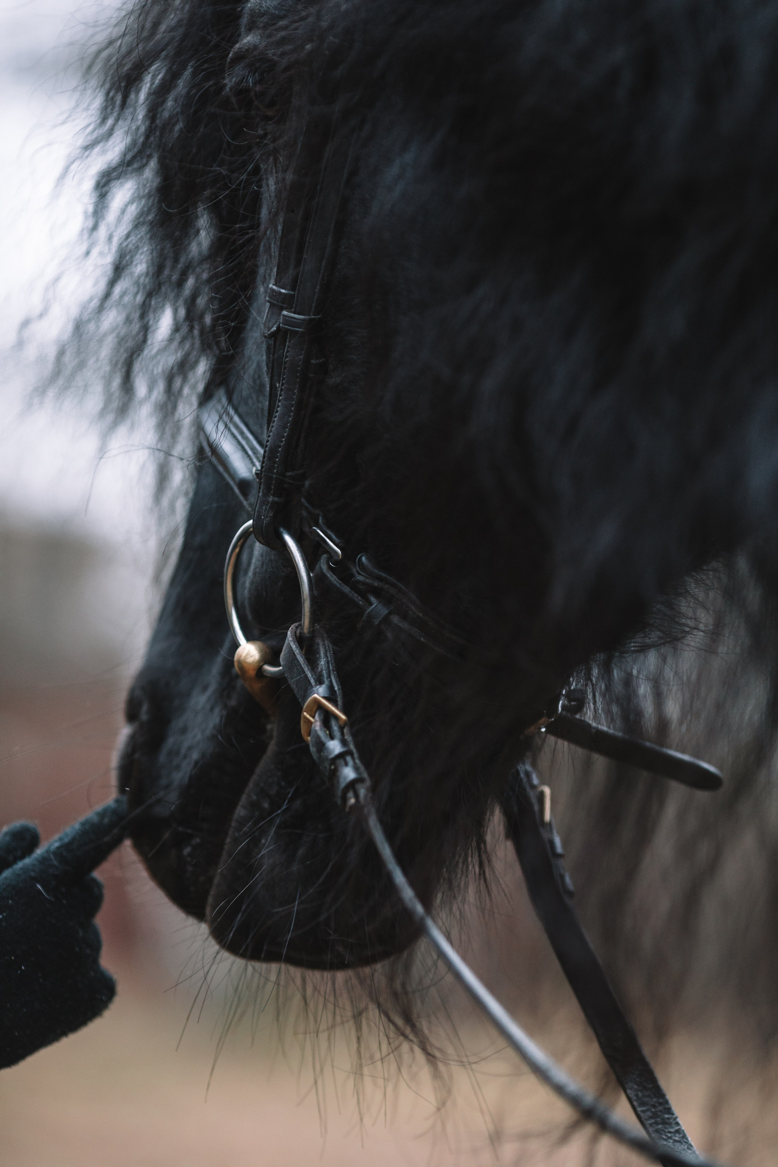 Наташа с фризом в костюме викинга. Фотосессии с лошадьми