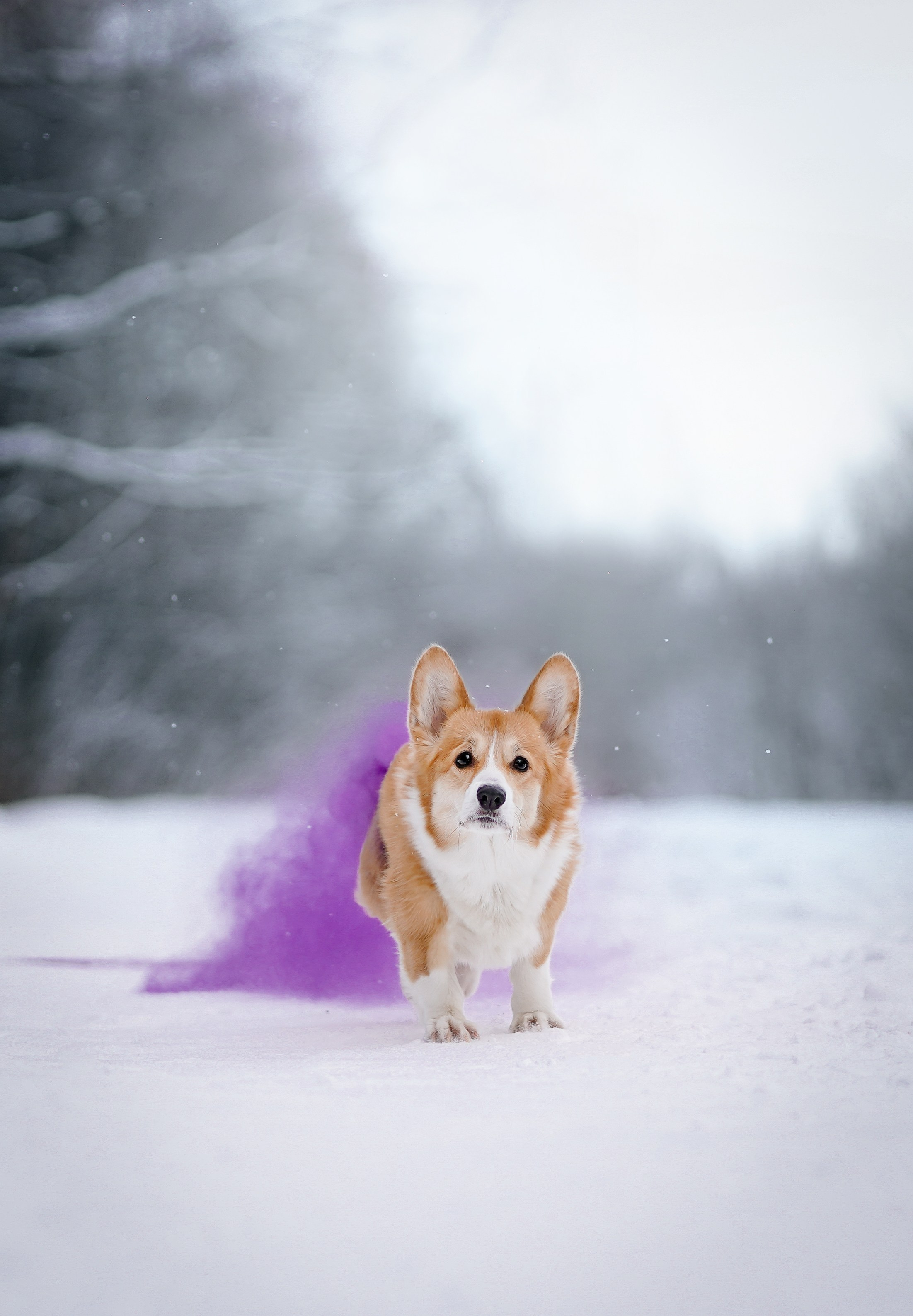 Кристина и Лаки. Фотограф-анималист в Санкт-Петербурге Яна Мартынова