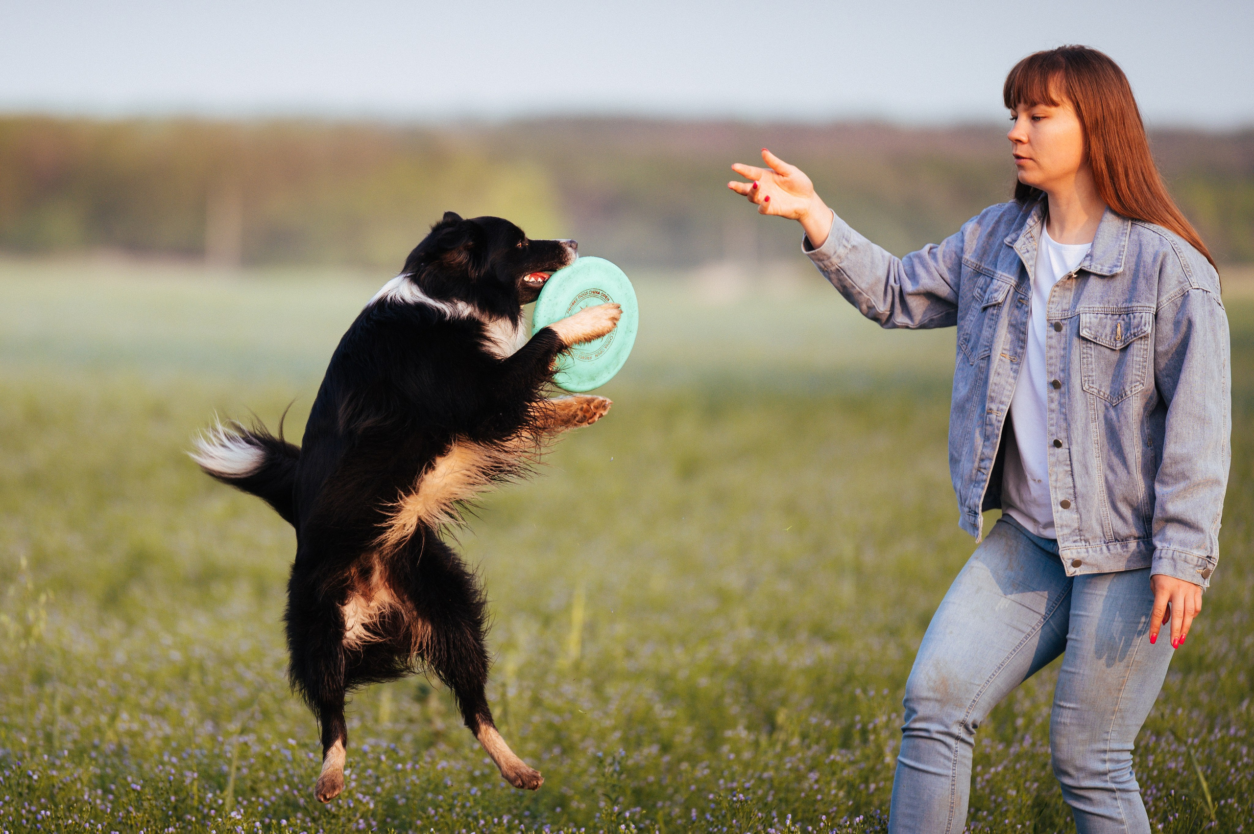 Прогулка на рассвете с бордер-колли. Фотограф в Ростове —на — Дону
