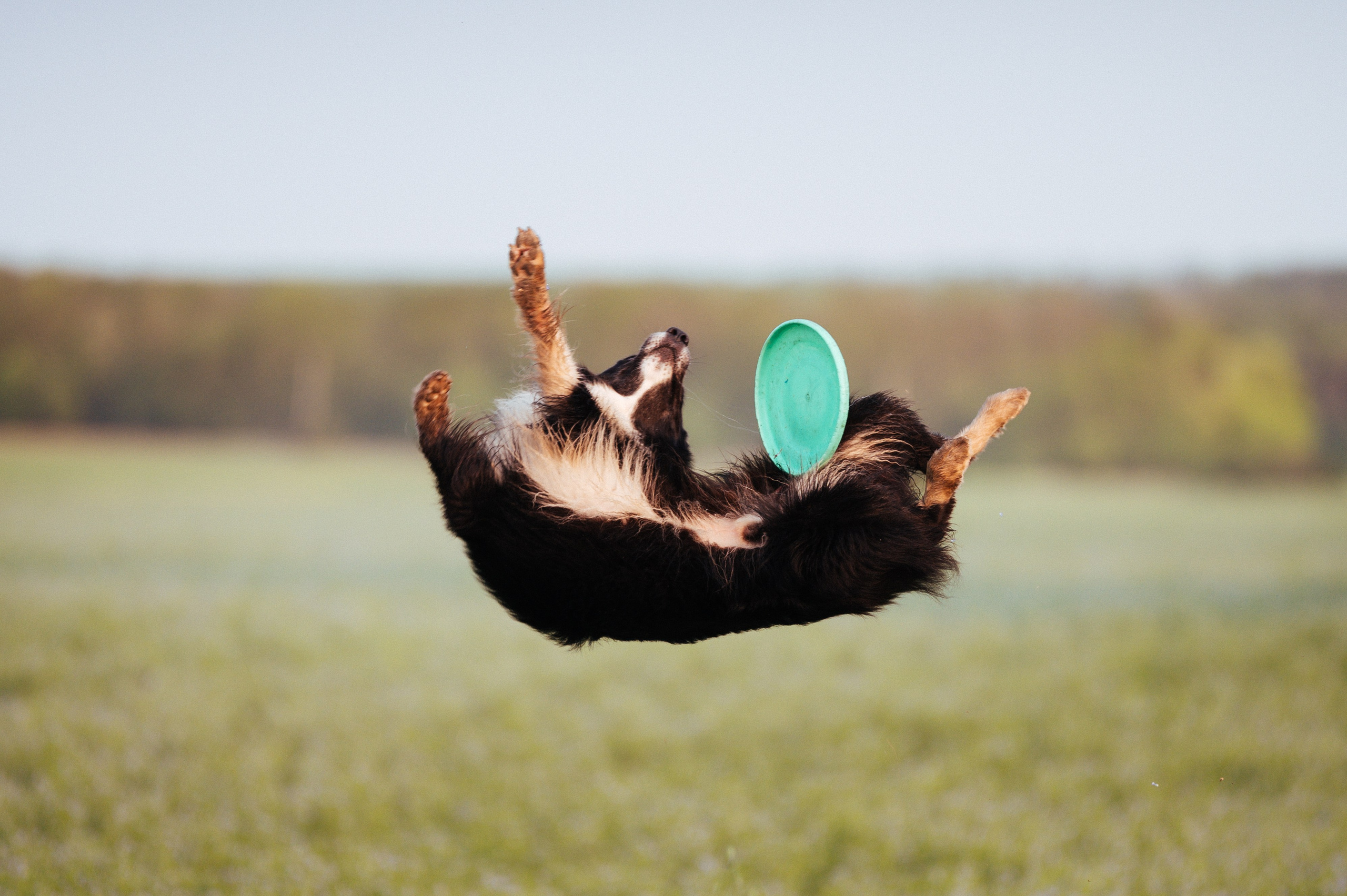 Прогулка на рассвете с бордер-колли. Фотограф в Ростове —на — Дону