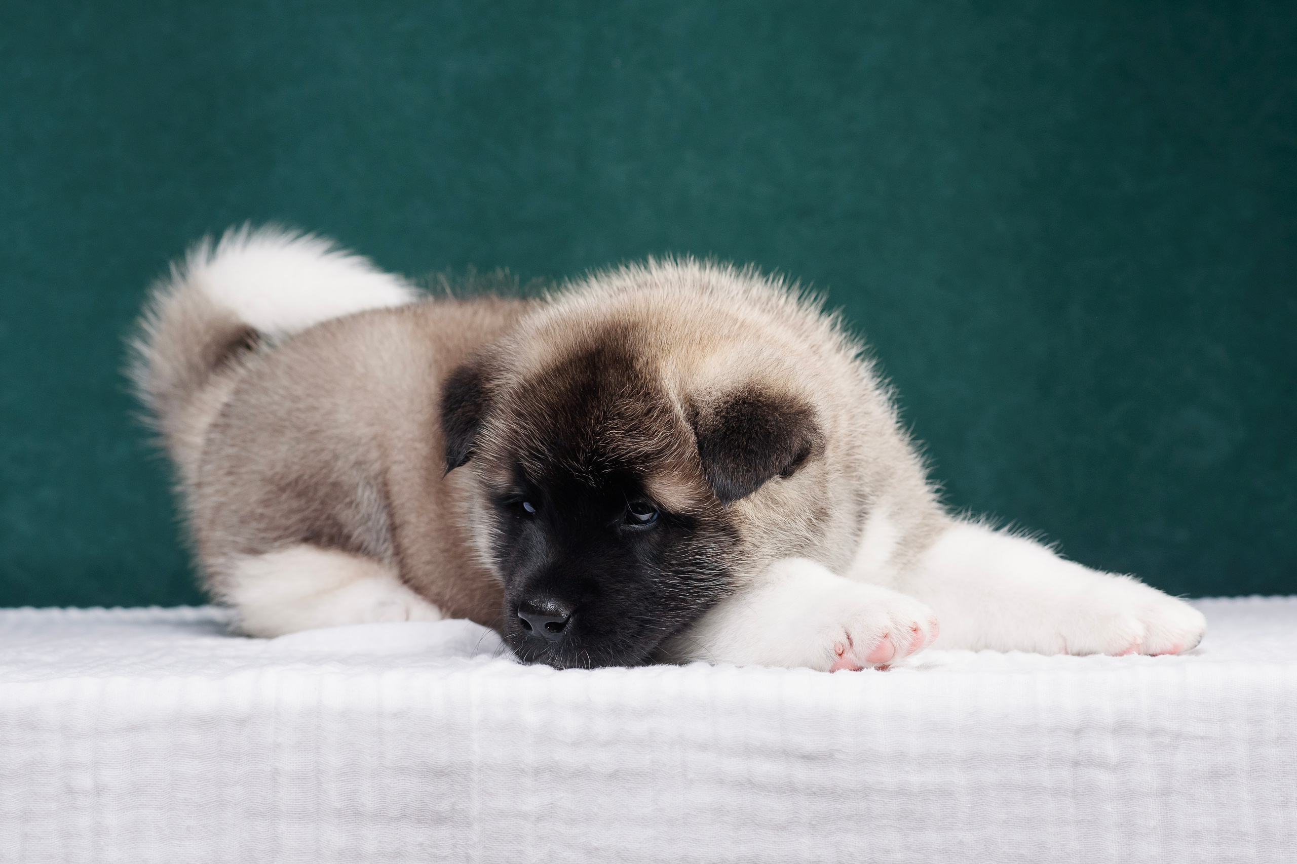 Щенки Американской Акиты. Фотограф — Анималист | Анна Абрамова