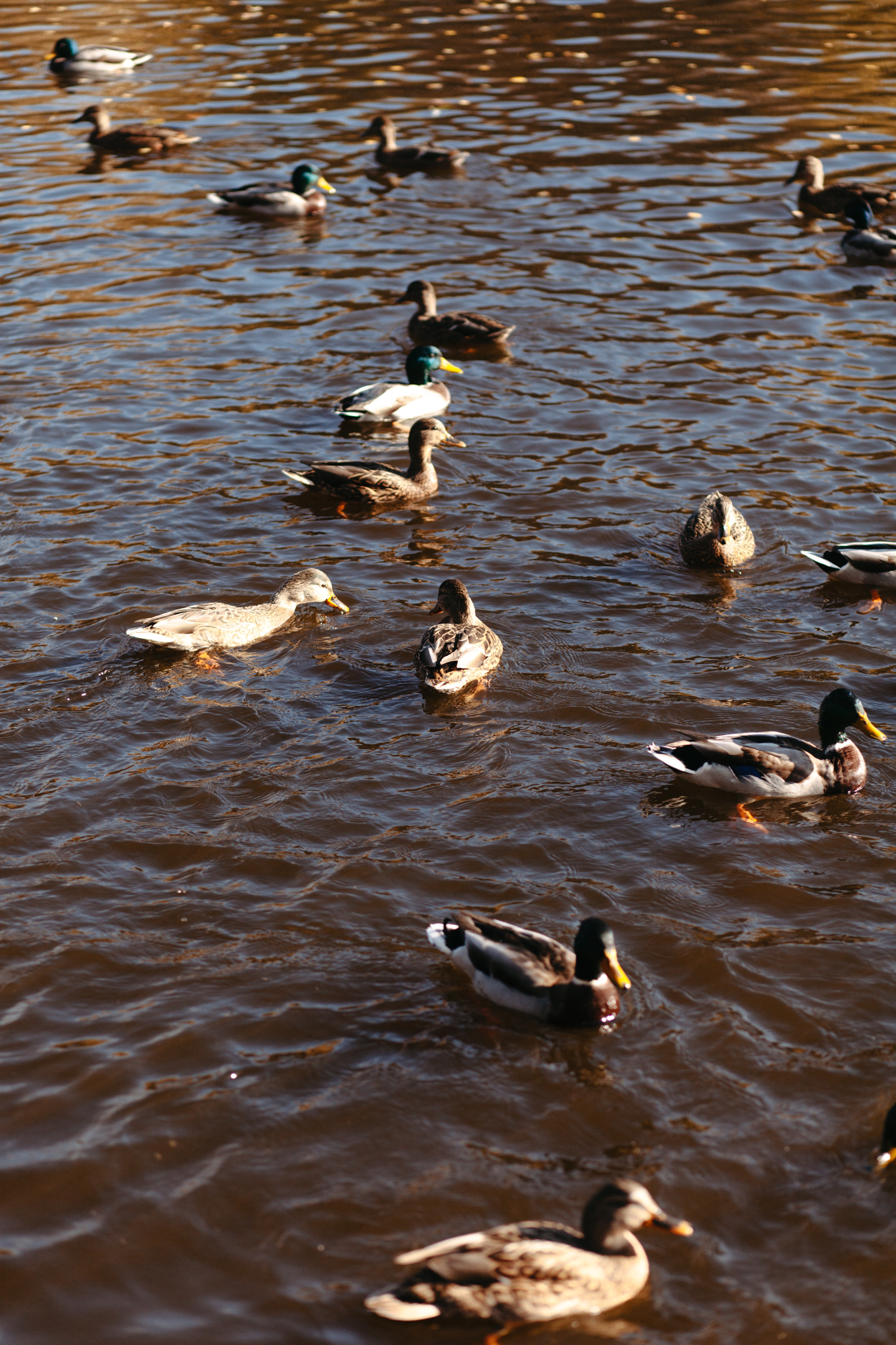Семейная прогулка. Фотограф Сергиев Посад Москва Хованская Екатерина