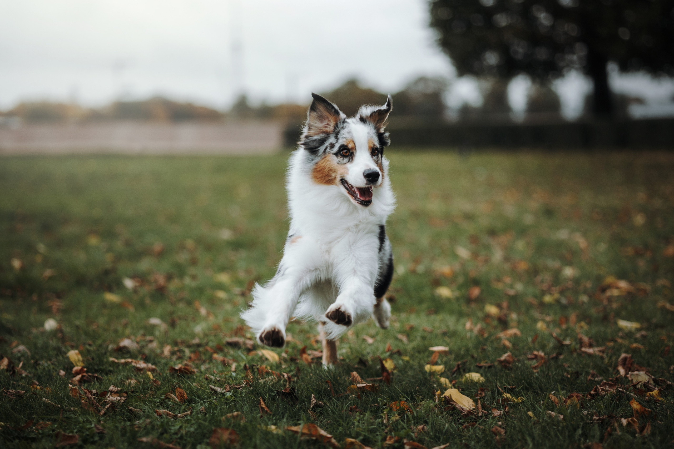 Ирина и Кайса. Фотограф — Анималист | Санкт-Петербург