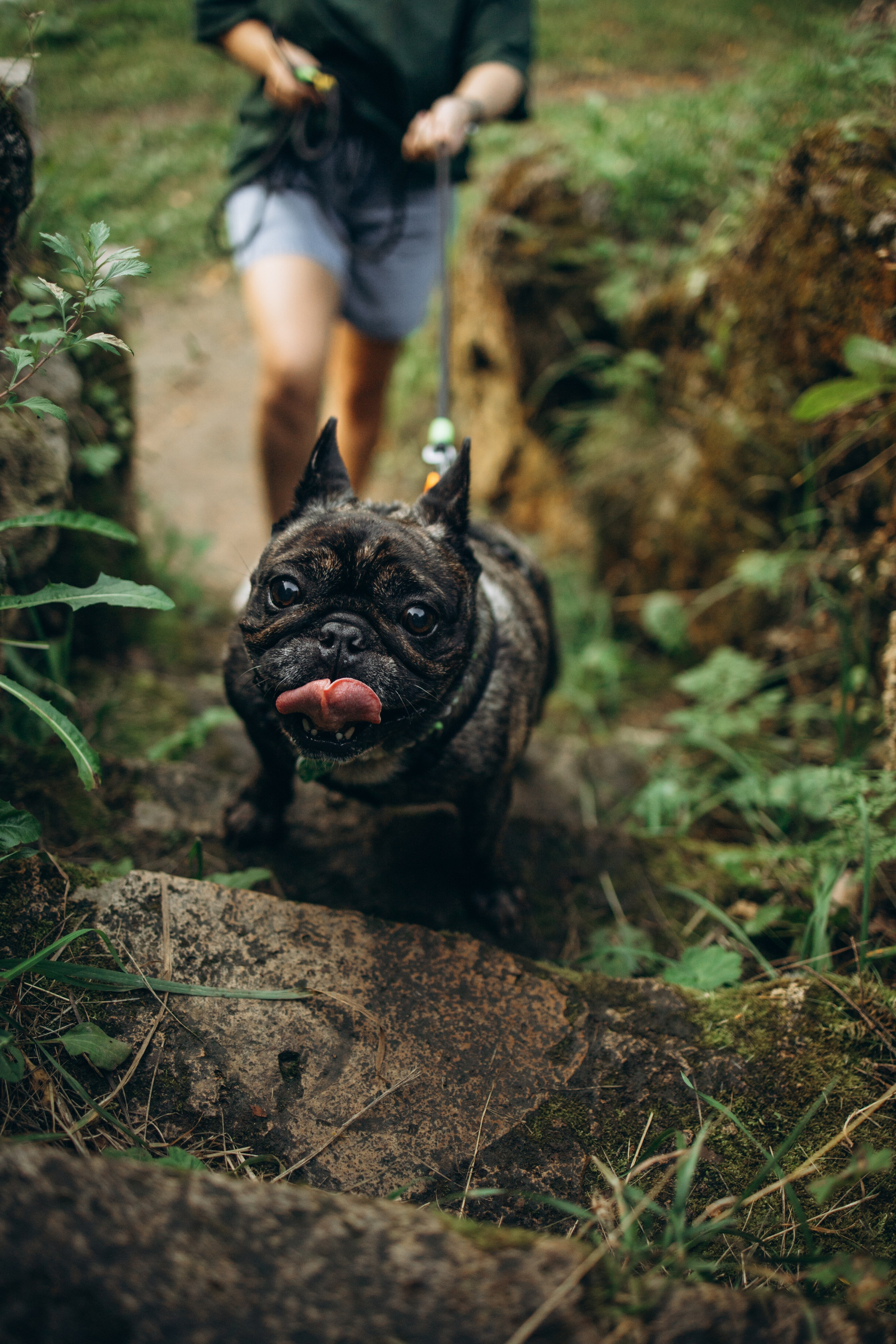 Олеся и Луи. Фотограф — Анималист | Санкт-Петербург