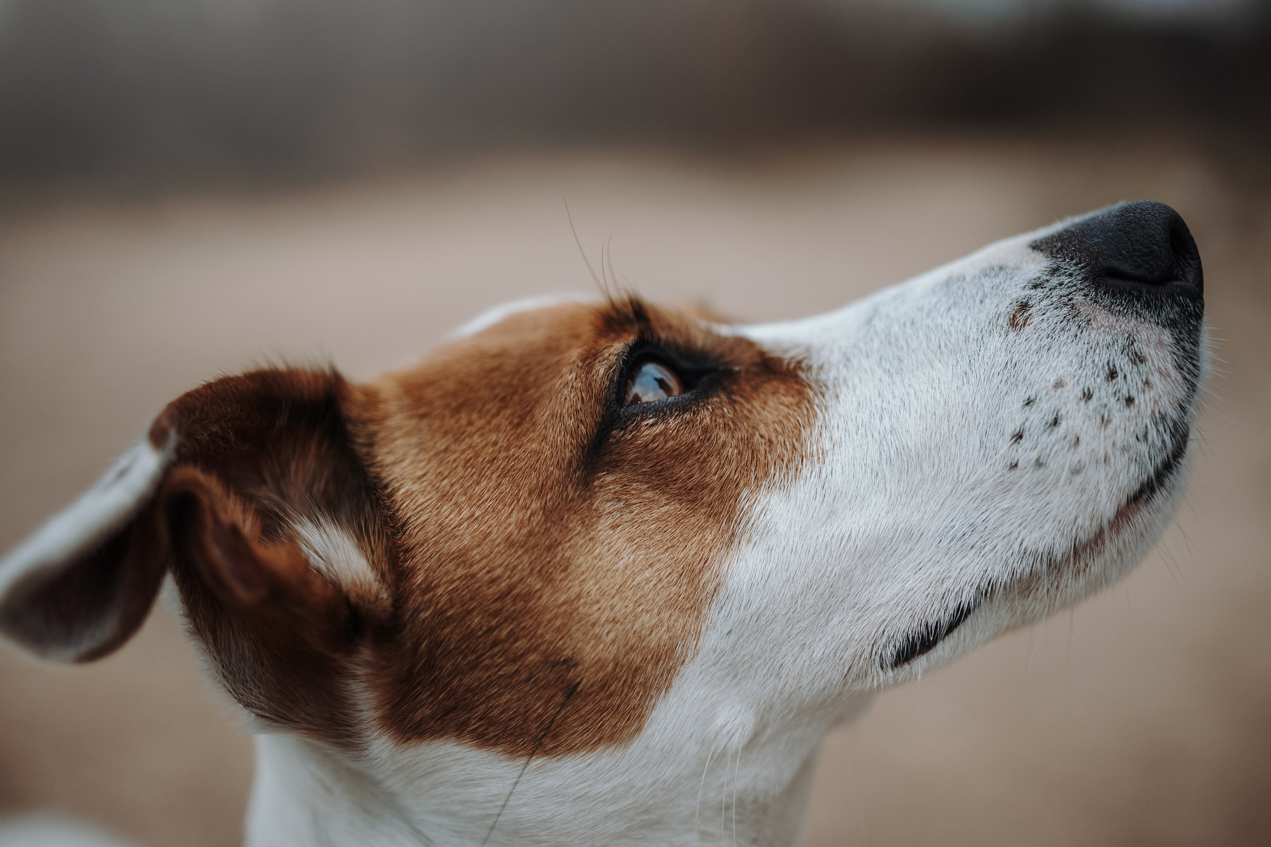 Саша и Джеки. Фотограф — Анималист | Санкт-Петербург