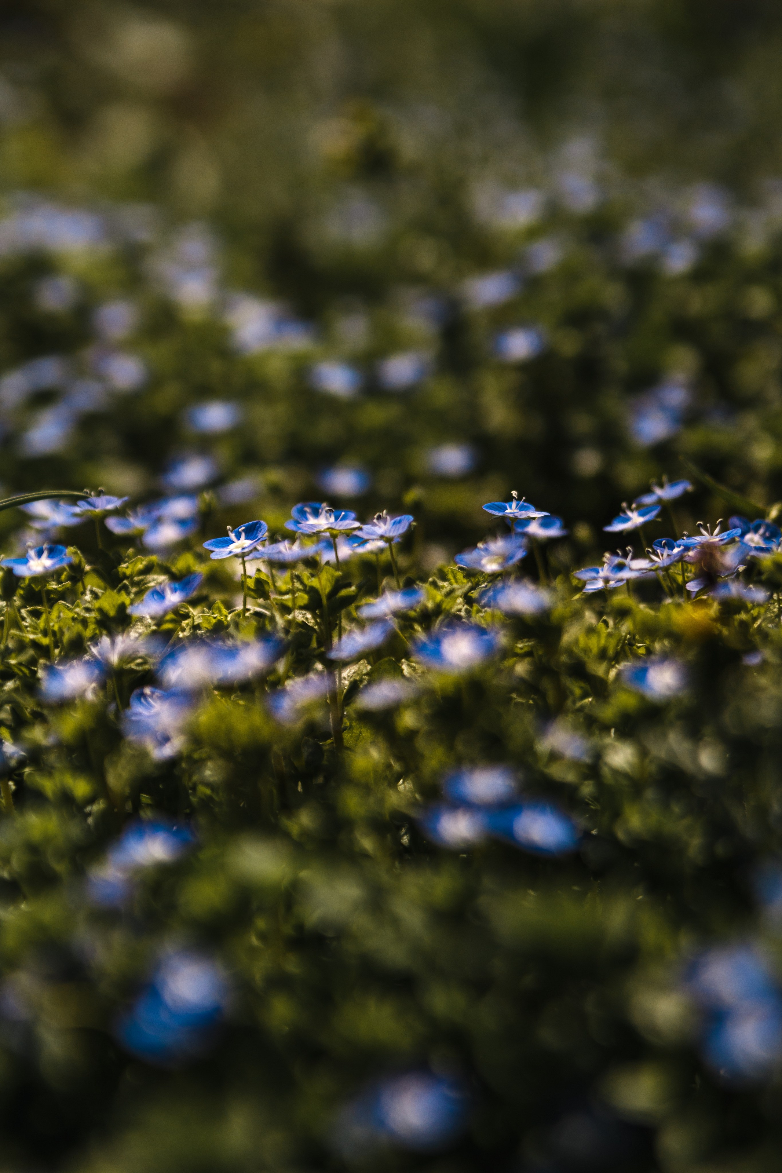 Весна. Катя Цвет