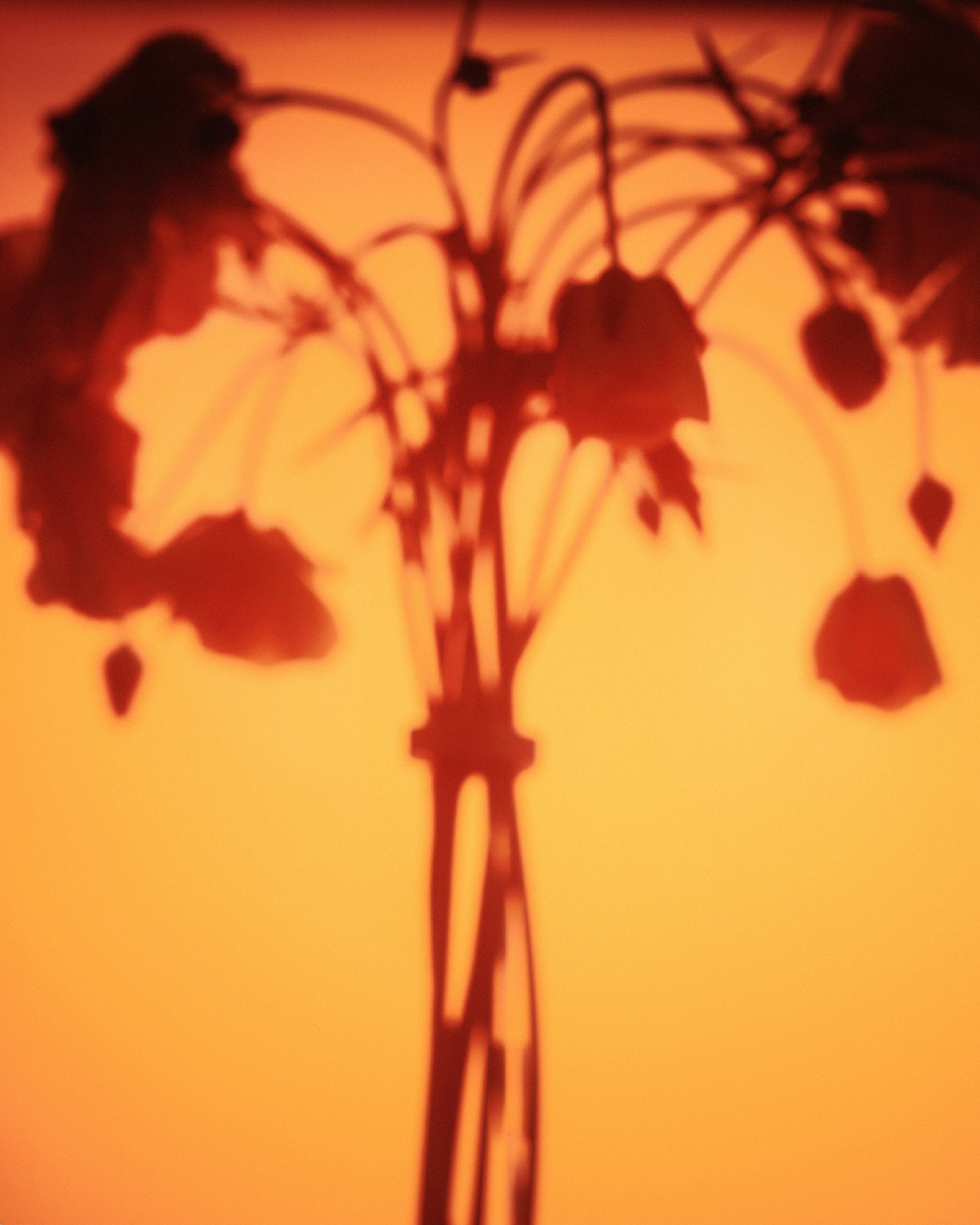 Art project flowers&jewelers. Nadezhda Diskant is a Moscow and Saint Petersburg based photographer