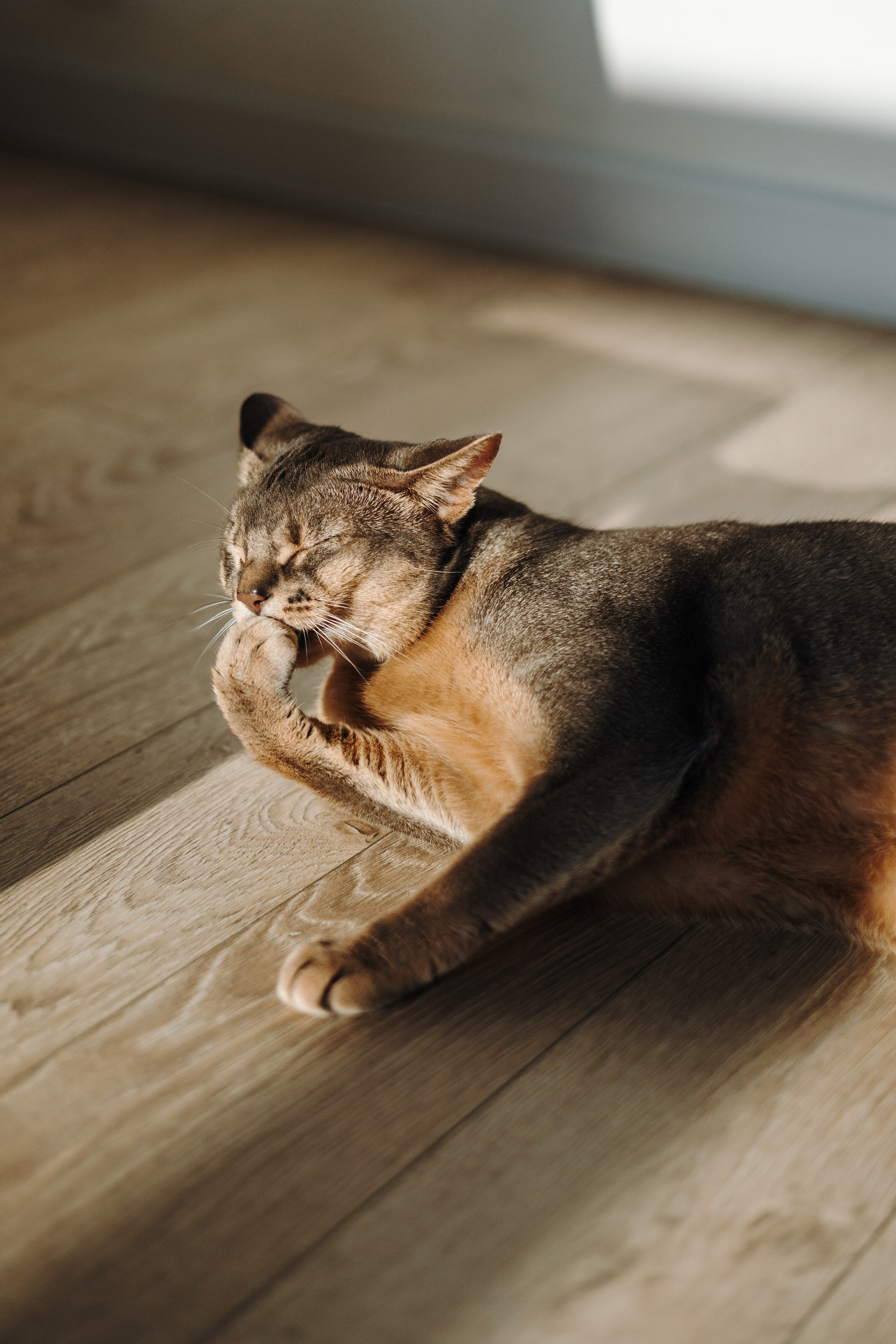 Циско и его семья. Фотограф — Анималист | Санкт-Петербург