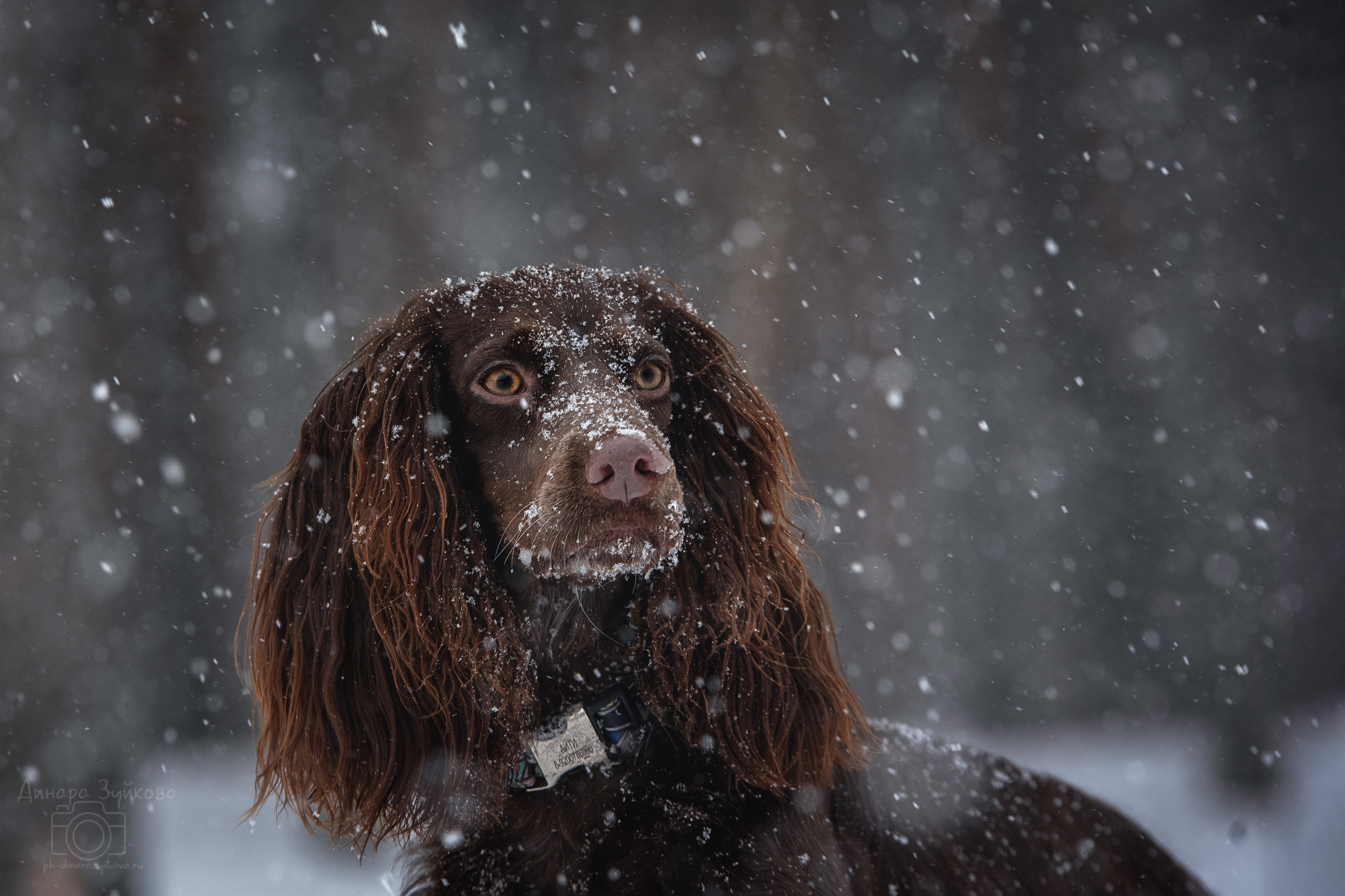 Собаки. Мотофотограф в Нижнем Новгороде Динара Зуйкова