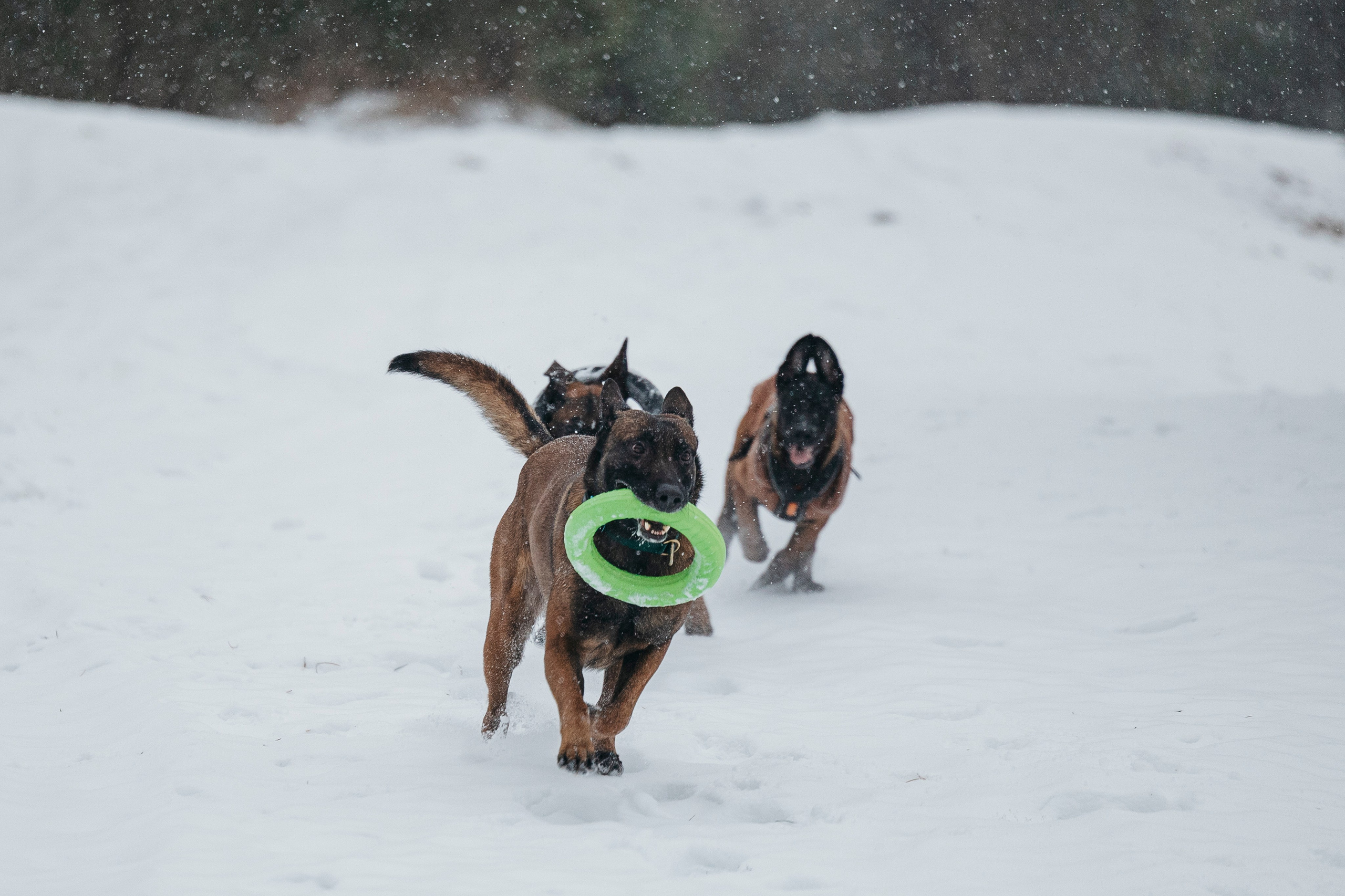 Карьер. Фотограф-анималист Анна Маринич