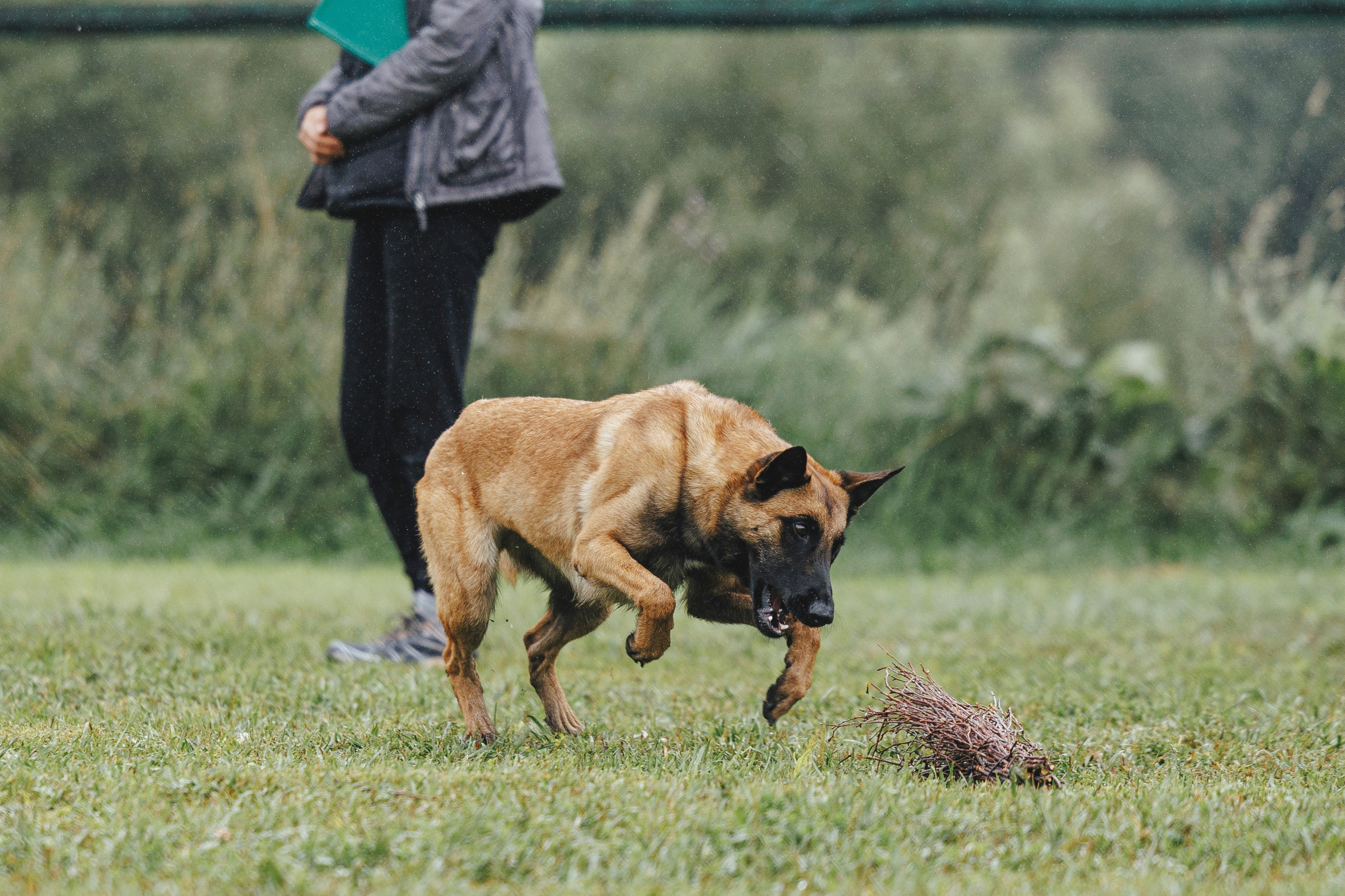 08.08.25-10.08.25 ЧР по мондьорингу г. Вологда. Фотограф-анималист Анна Маринич