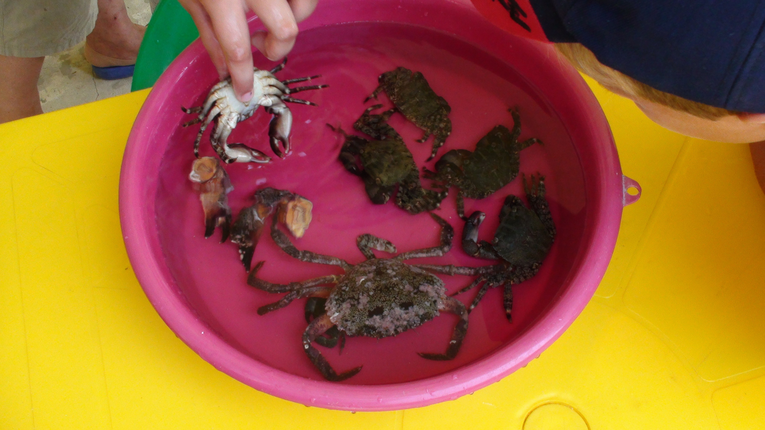 Отпуск 27.05-16.08. Семейный, Свадебный фотограф СПБ Питер— Романова Екатерина