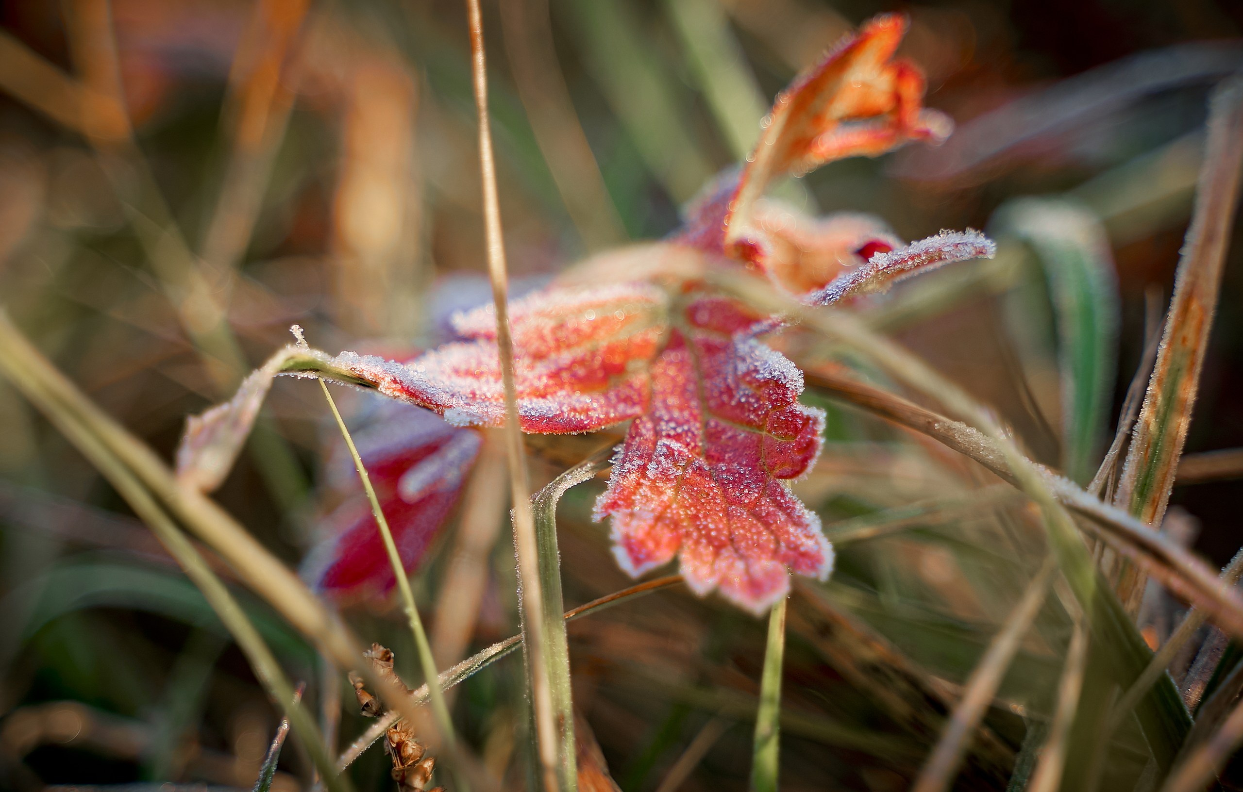 Лютики-цветочки — галерея NATRIEL