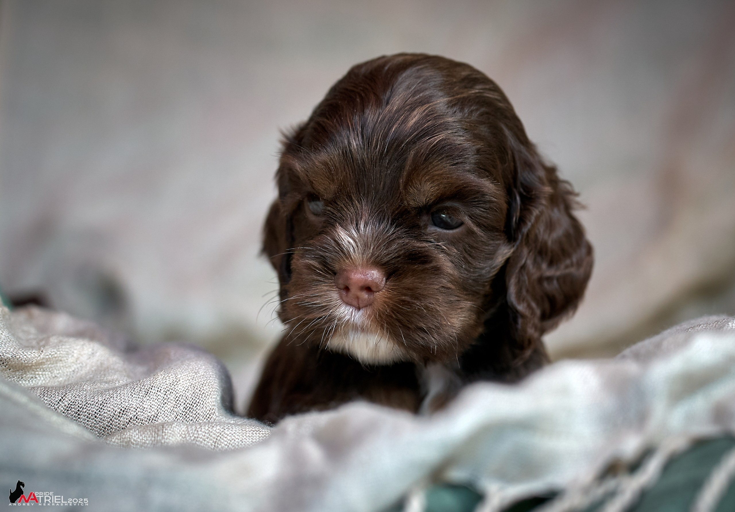 Щенки АмКокеров