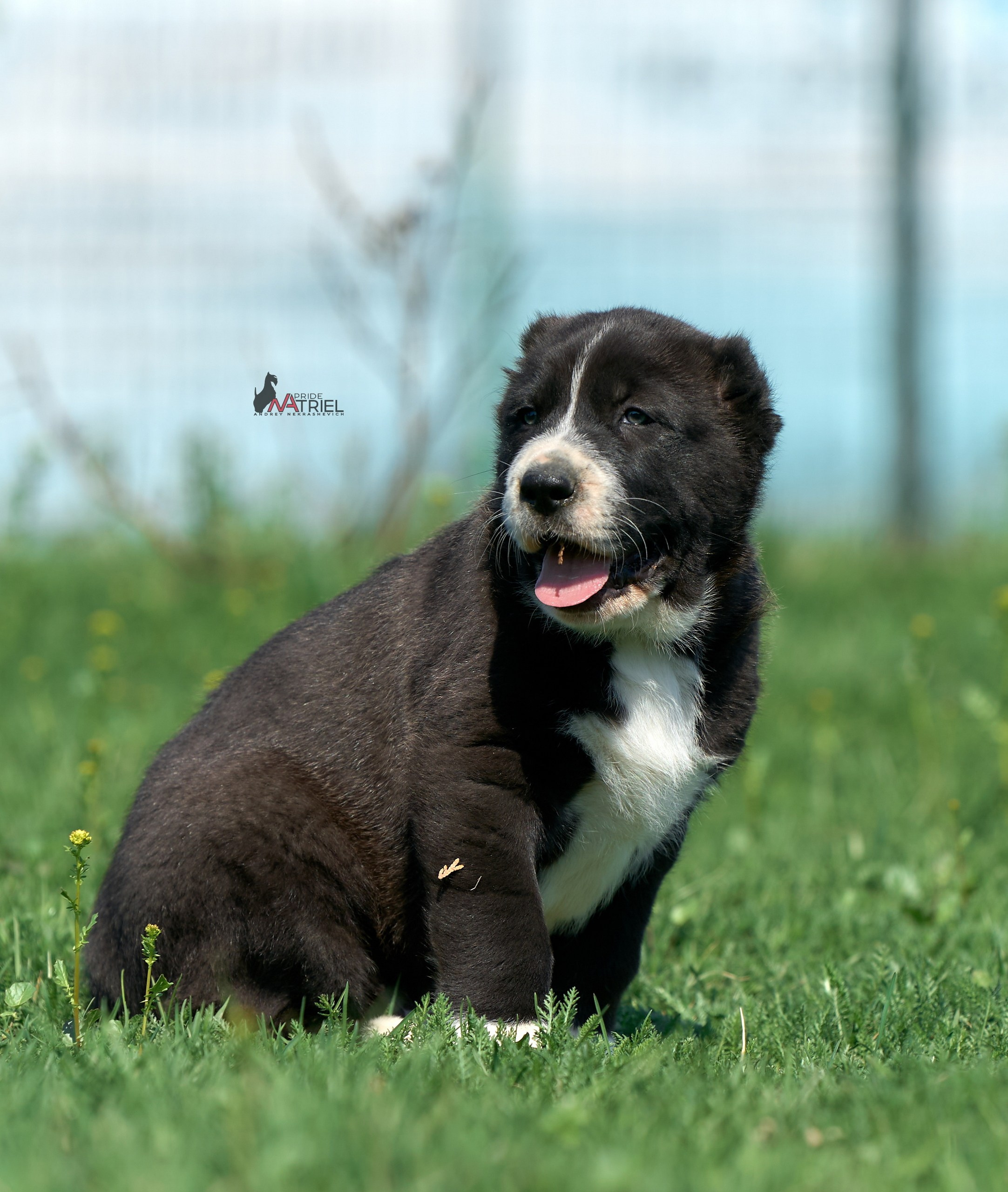Среднеазиаты — щенки и взрослые
