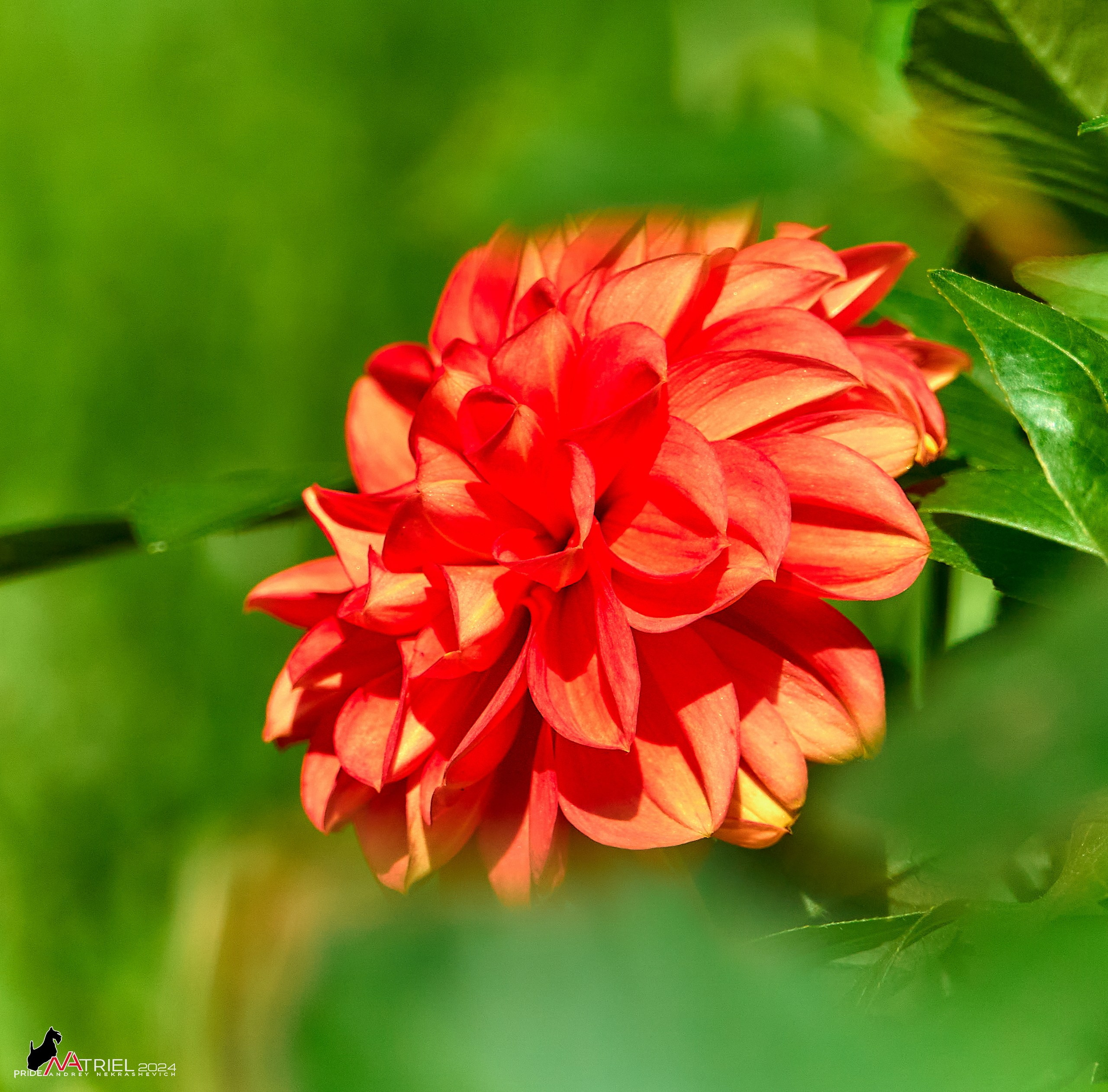 Съемка природы, макро