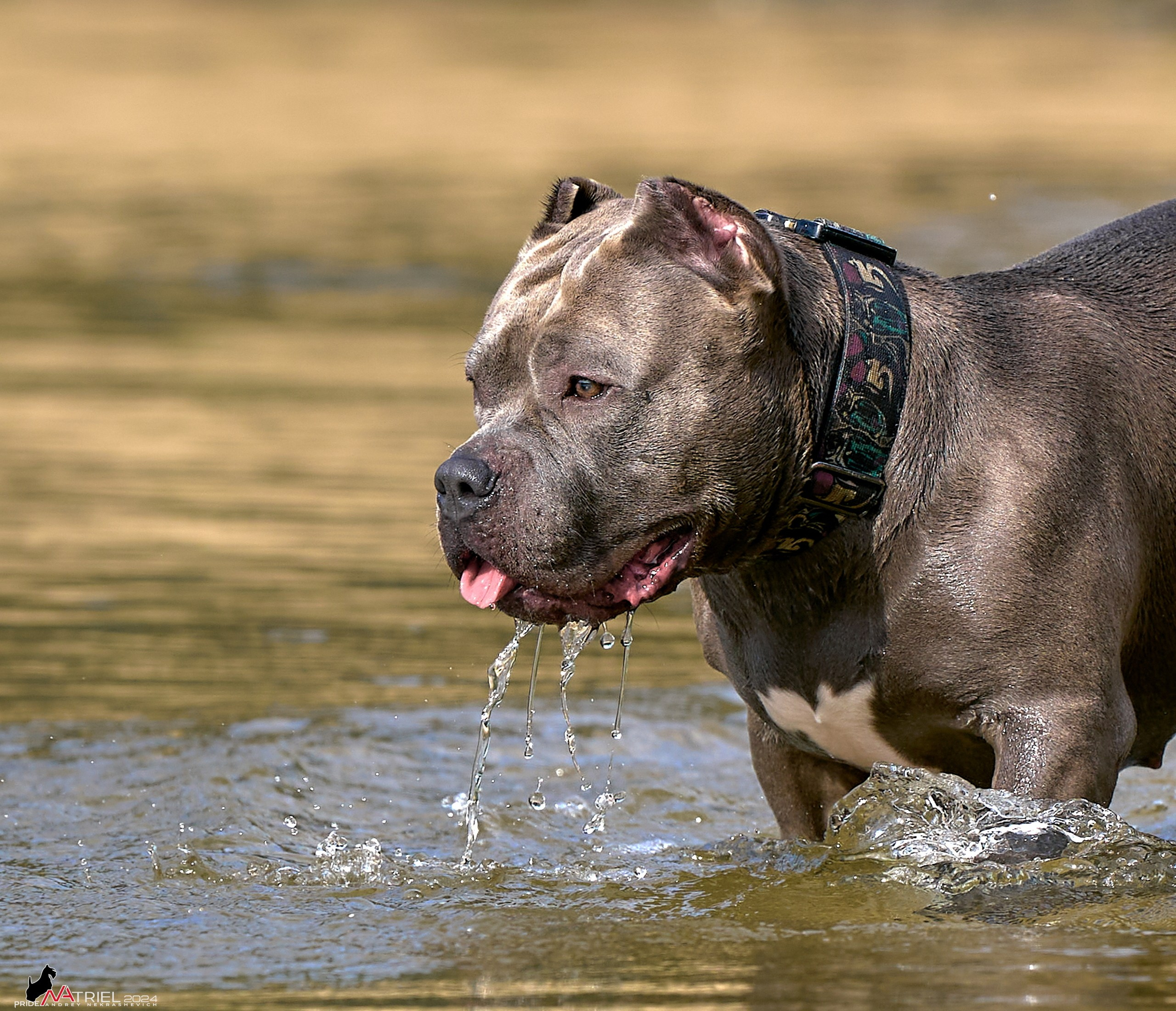 Фотопрогулка с булли