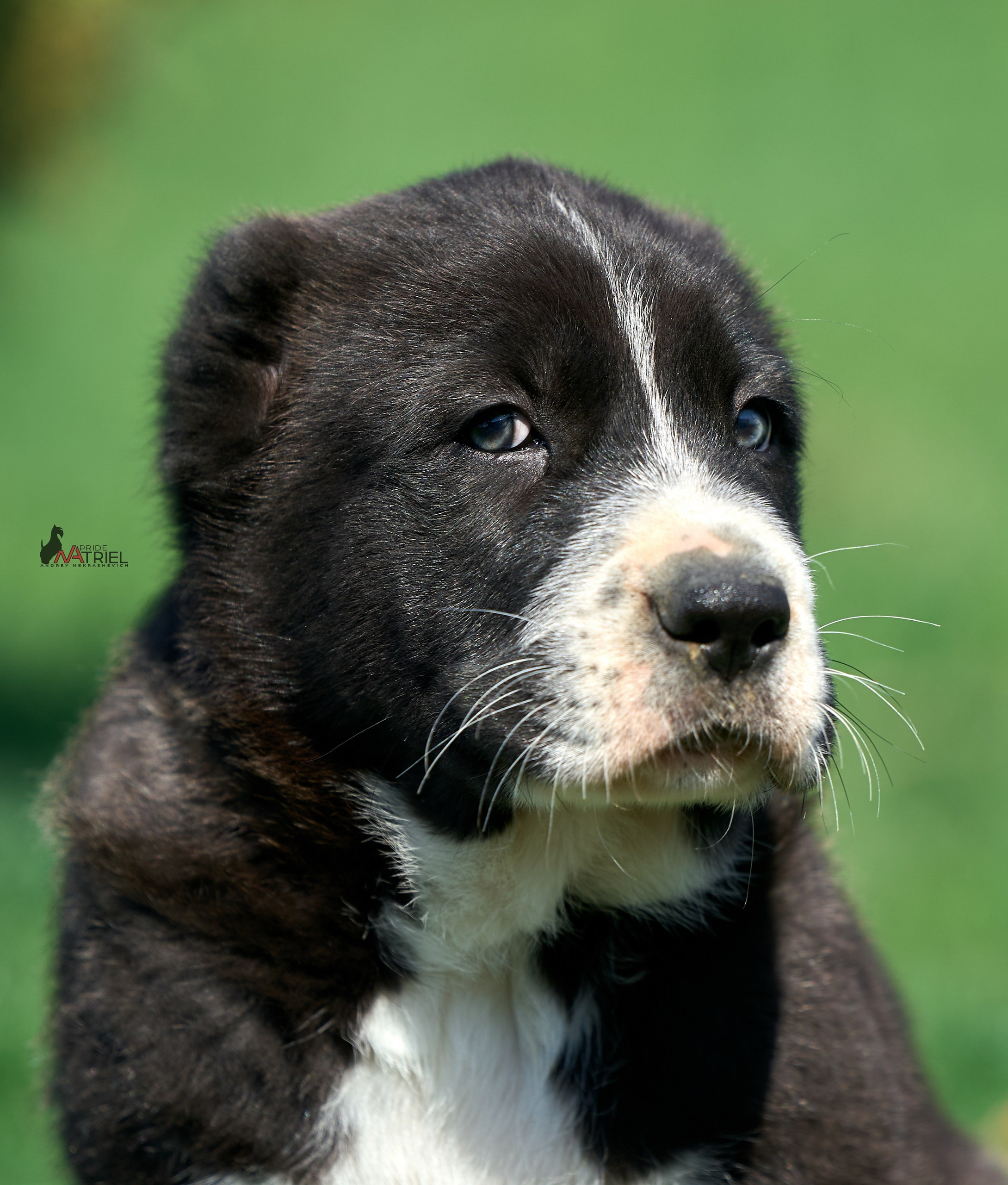 Среднеазиаты — щенки и взрослые