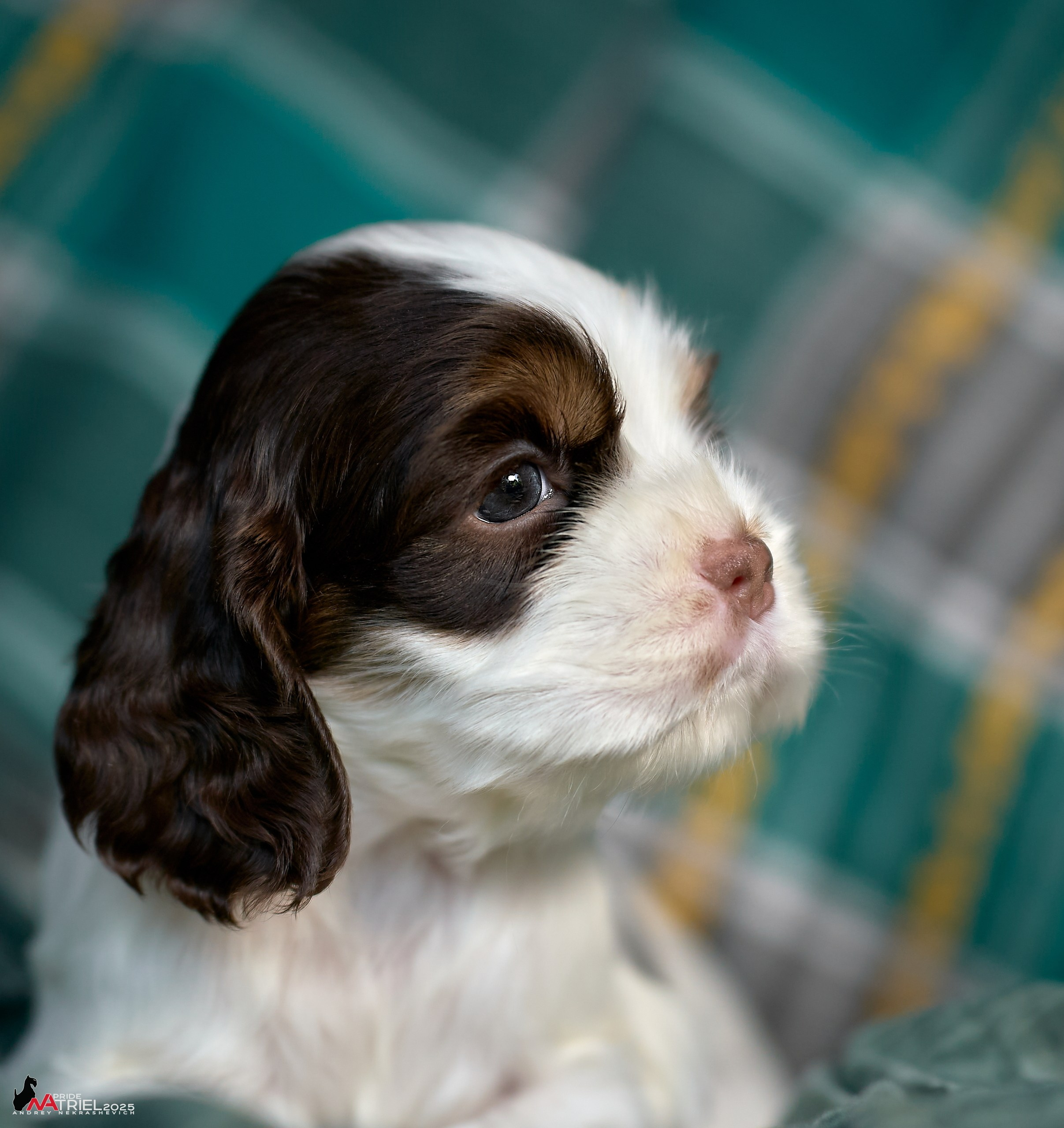 Щенки АмКокеров