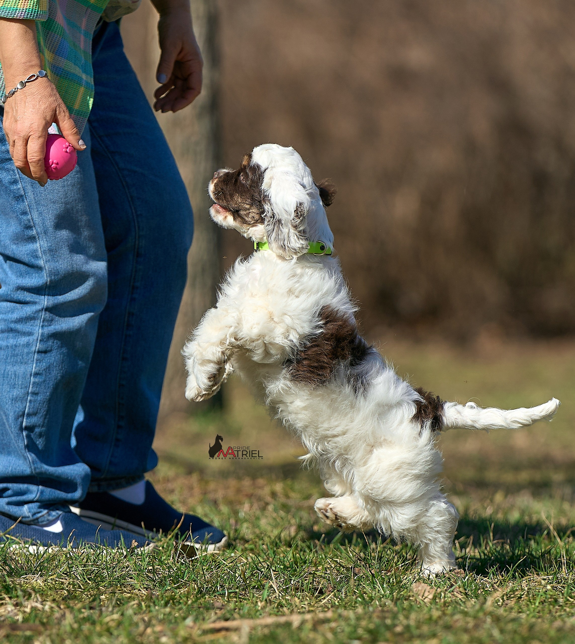 Прогулка со щенком
