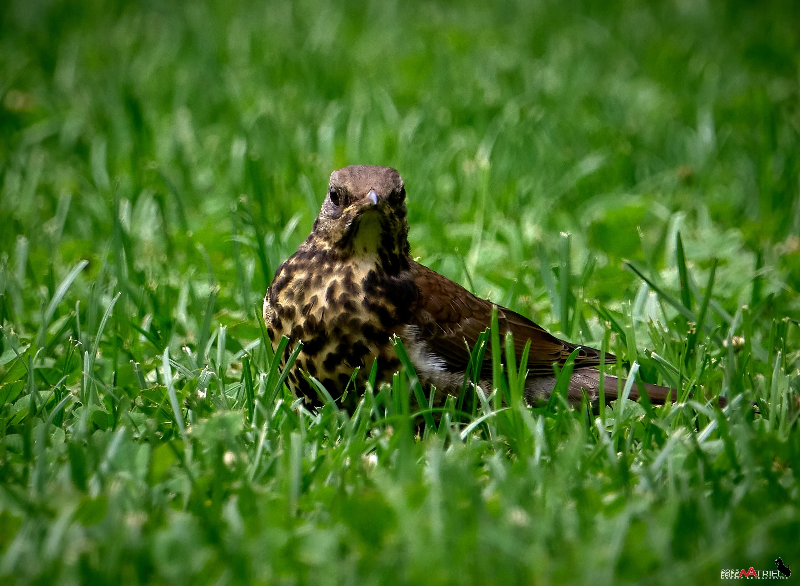 Съемка в парке на воде
