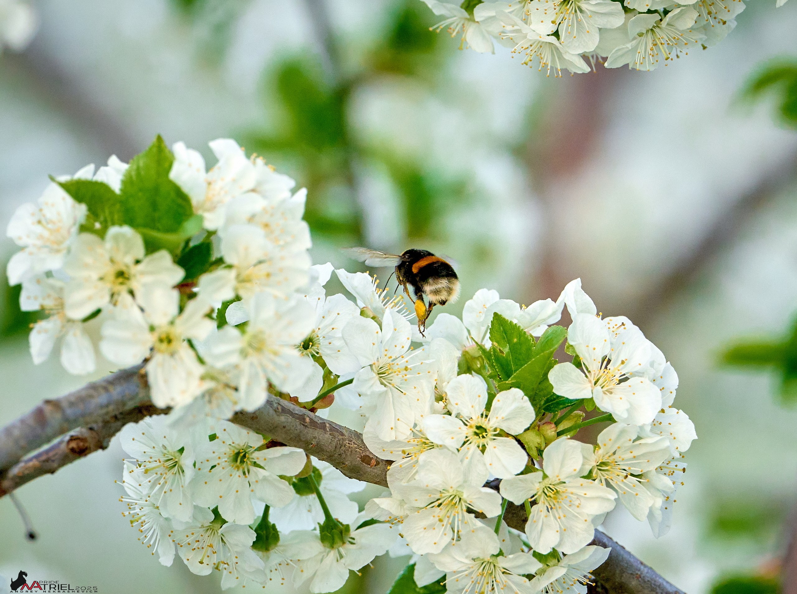 Природа в апреле. Всё в цветении!