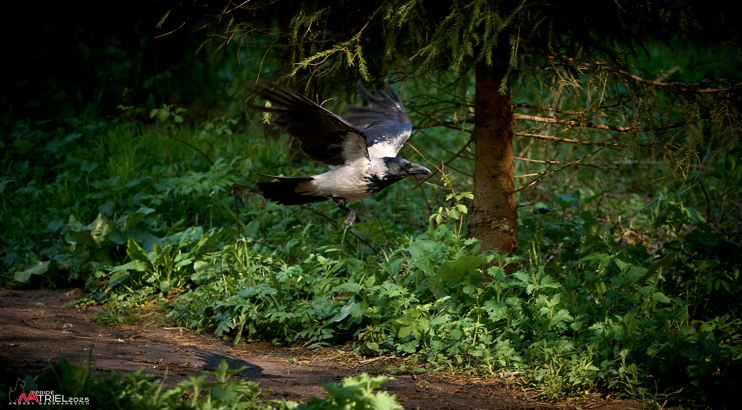 Съемка в майском лесу