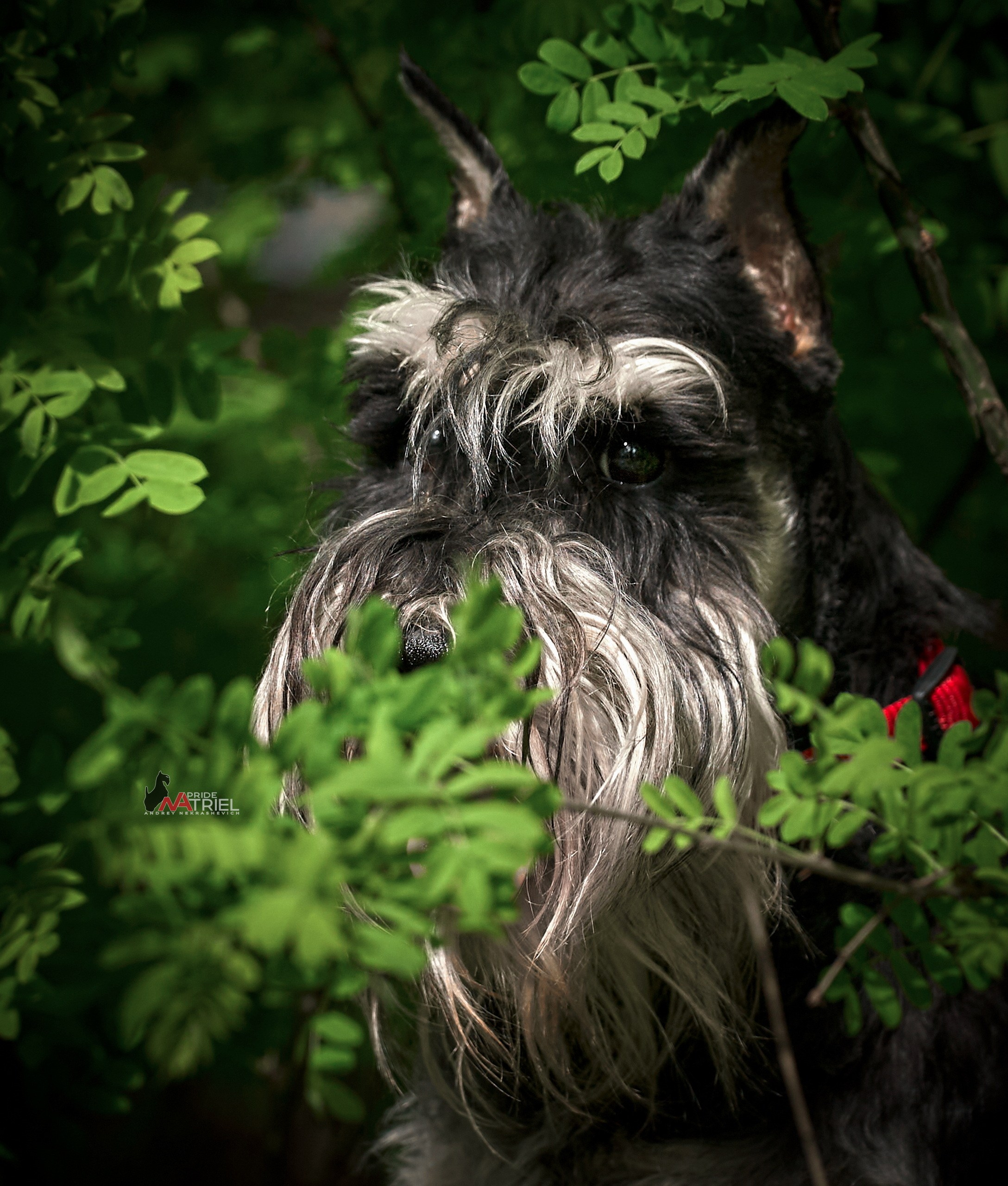 Портреты собак — галерея NATRIEL