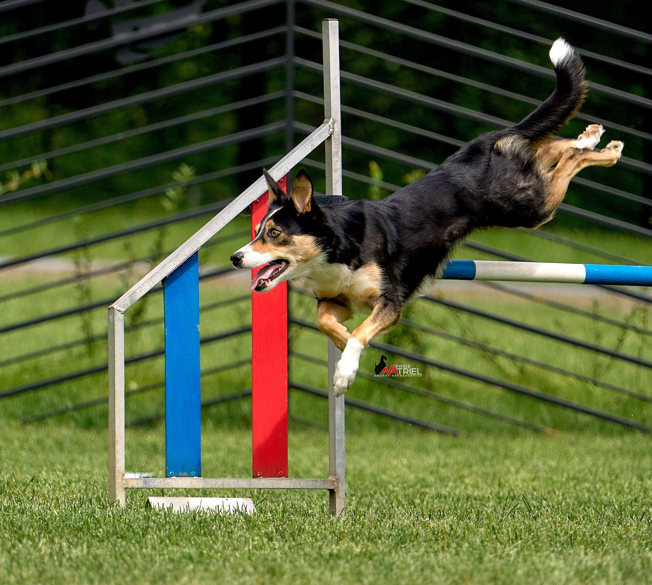 Аджилити — галерея NATRIEL