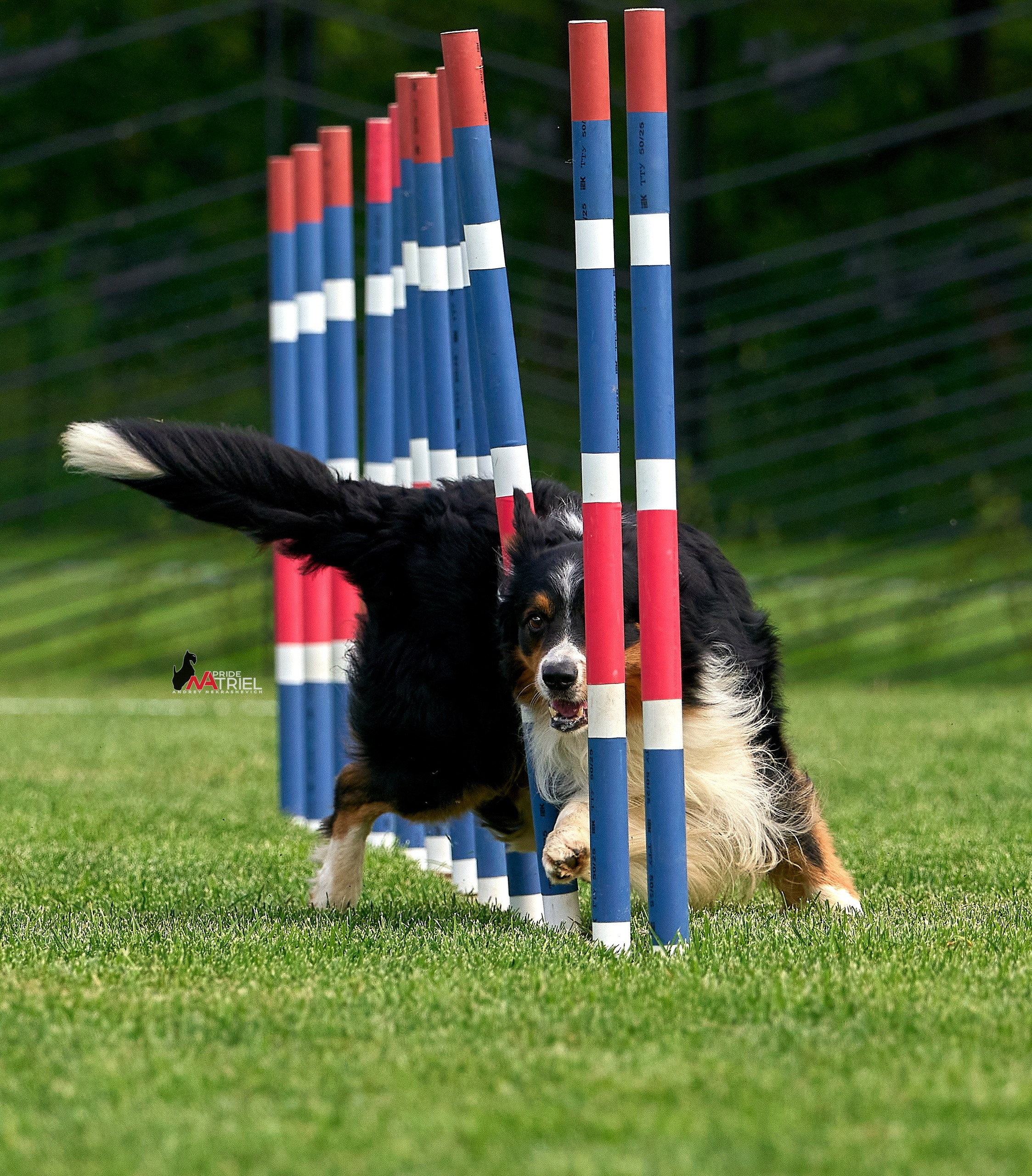 Аджилити — галерея NATRIEL