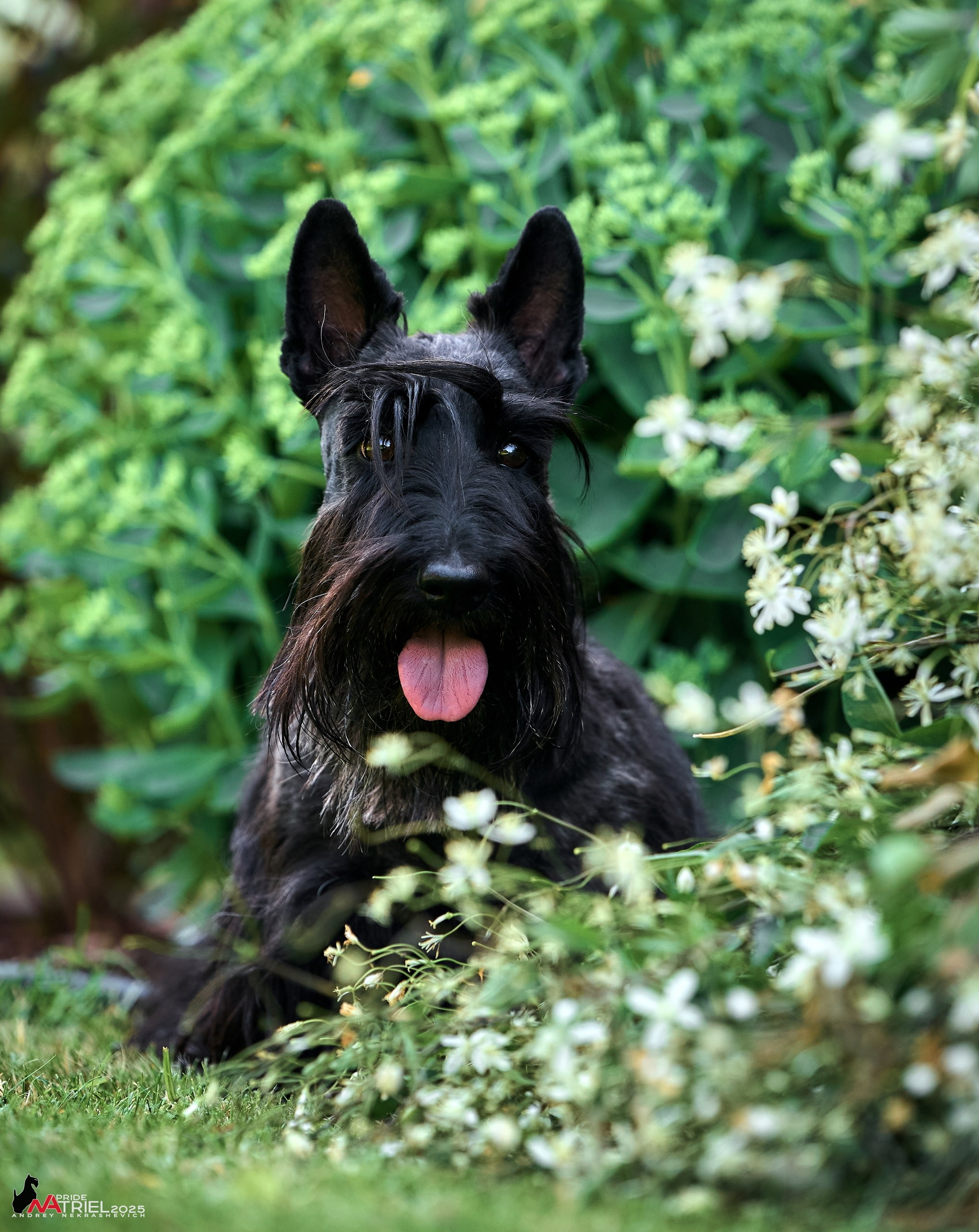 Алабаи и скотч-терьеры в питомнике у Ольги