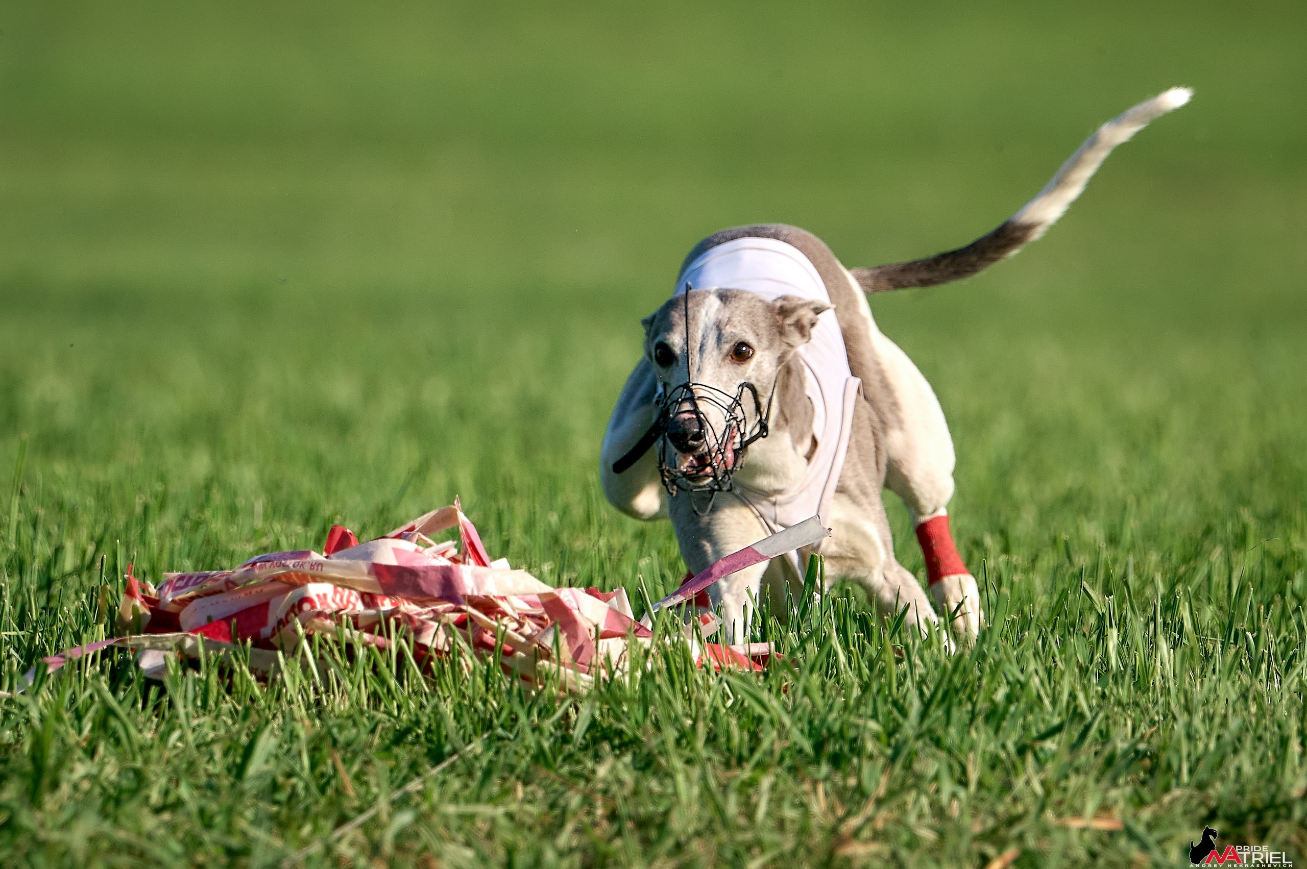 Съемка курсинг — галерея NATRIEL