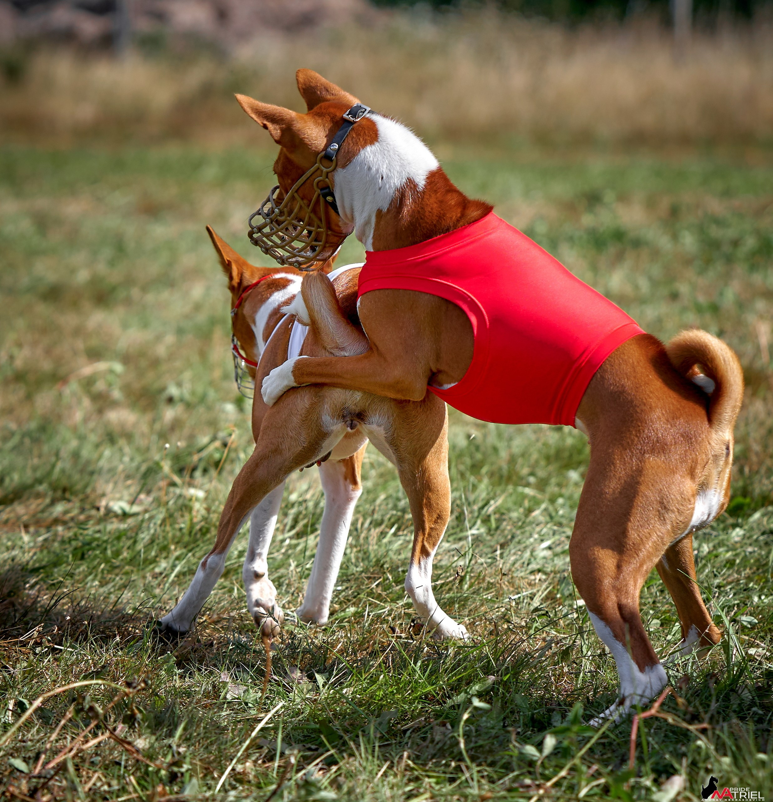 Съемка курсинг — галерея NATRIEL