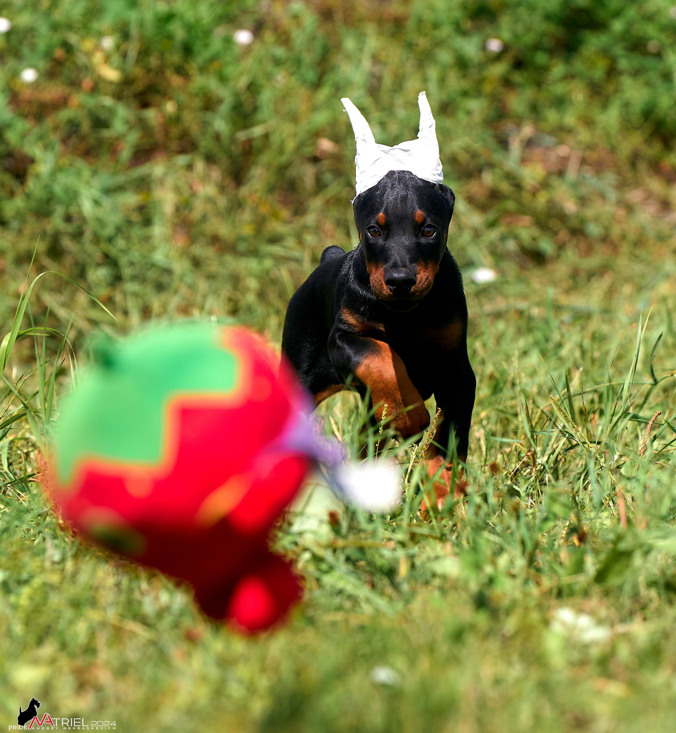 Съемка щенков доберманы