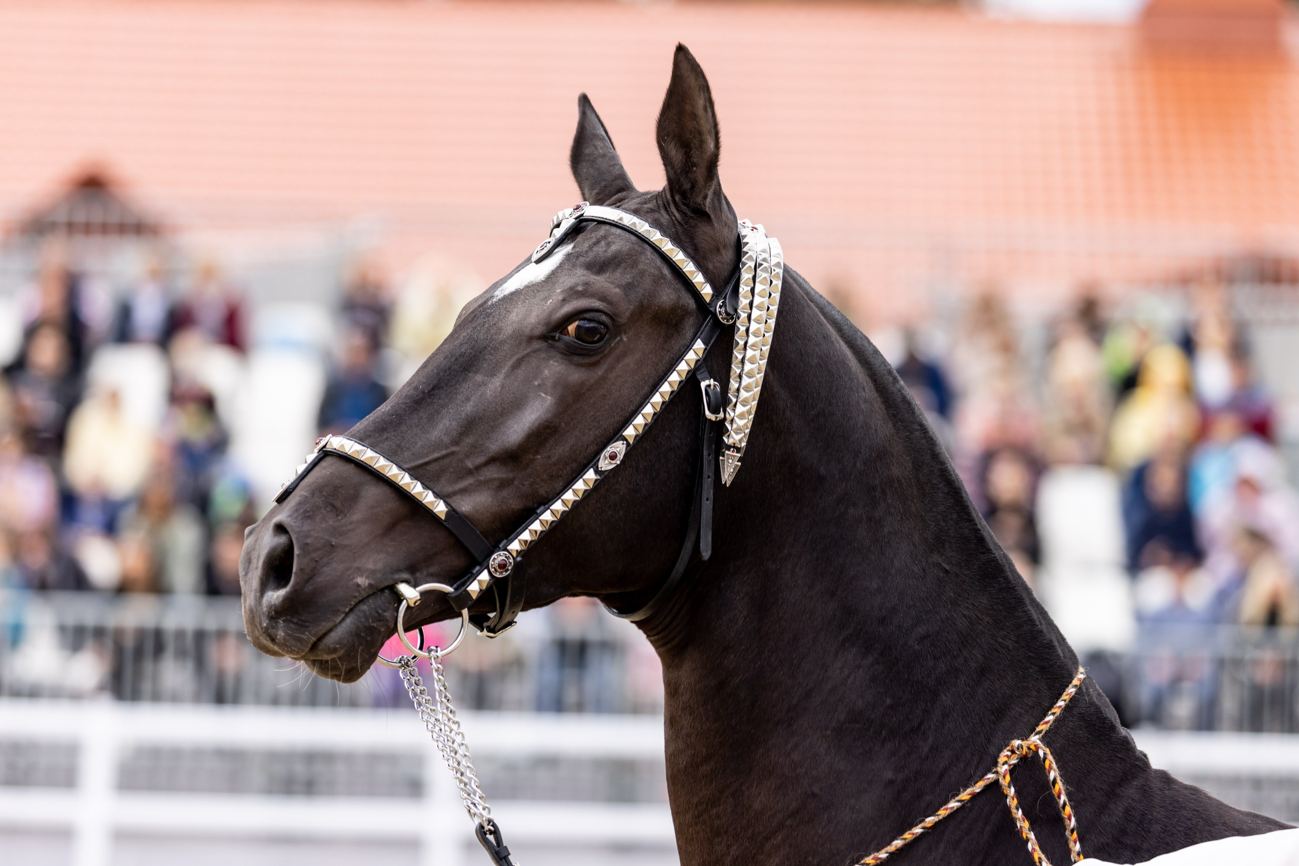 Конные выставки. Mrs.Aquarelia Конный фотограф Марианна Леонтьева