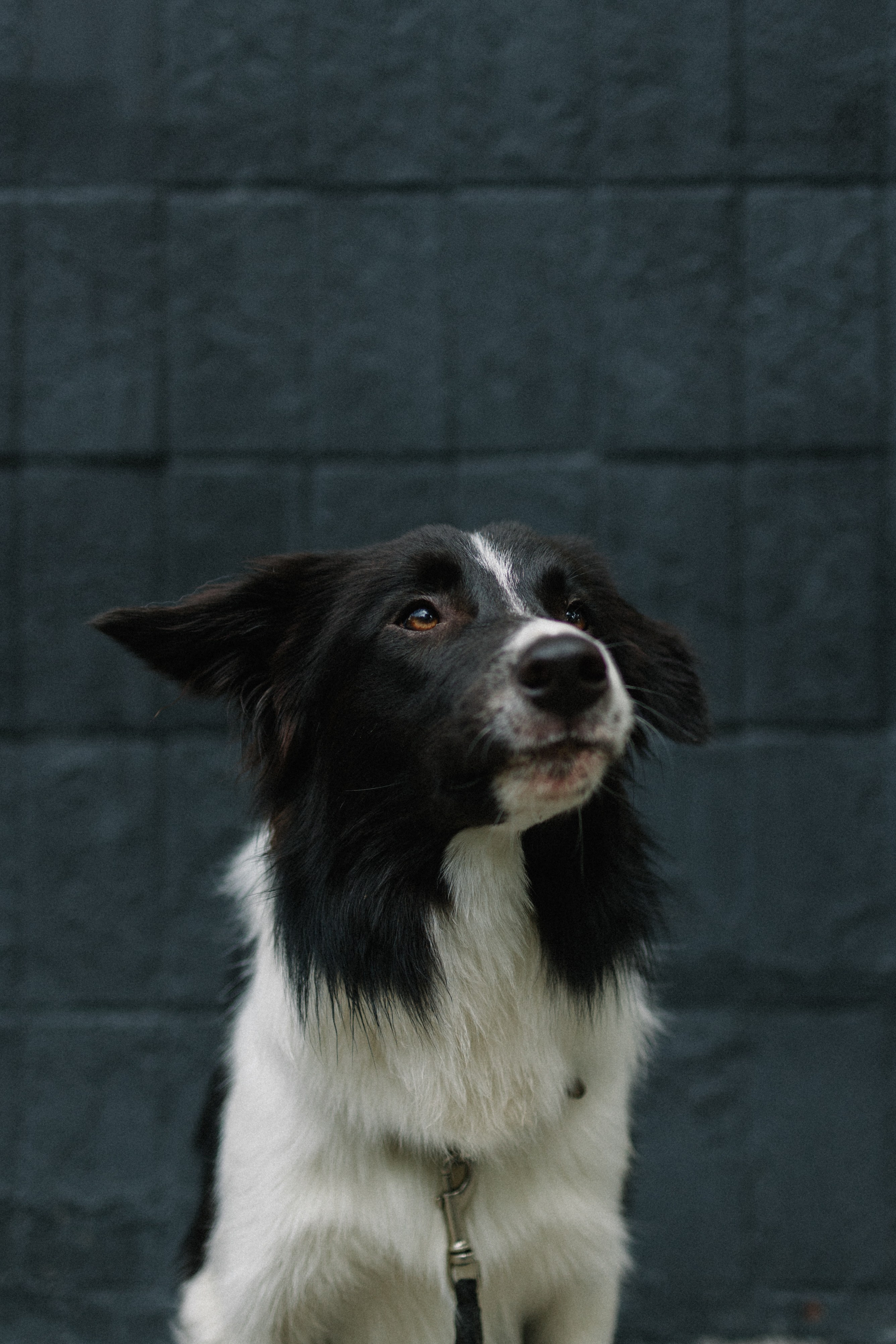 Брюс, Вейв и их ро. Фотораф — анималист Мария Шистка