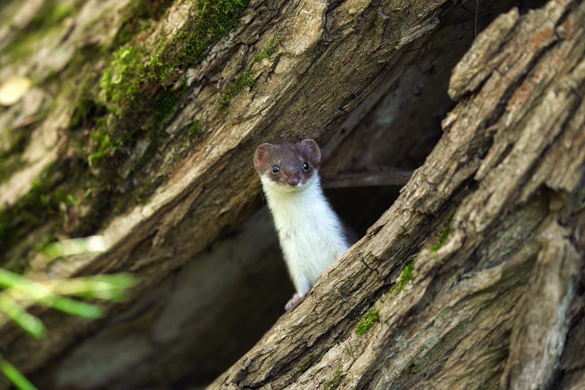 Животные. Ваш личный фотограф Марина Волкова