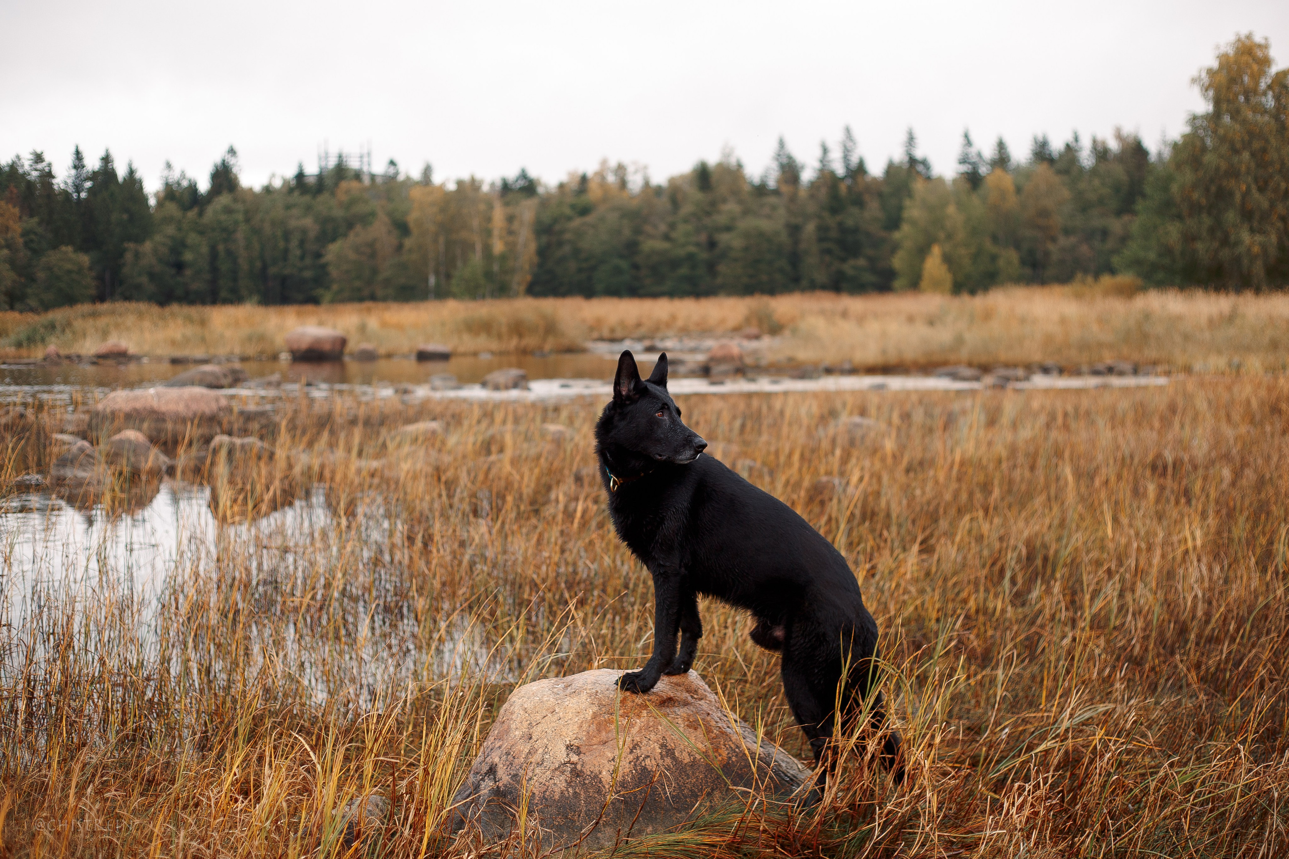 Дальний пирс. Фотограф-анималист Наталия Чистюхина в г. Сосновый Бор и ЛО