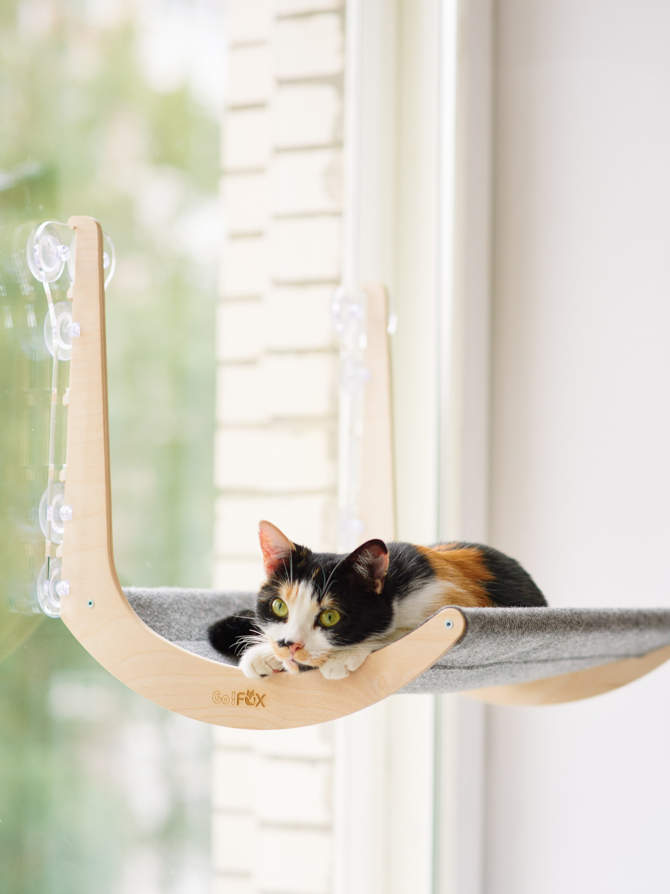 Товары для животных. Предметный фотограф, инфографика и видео в Санкт-Петербурге