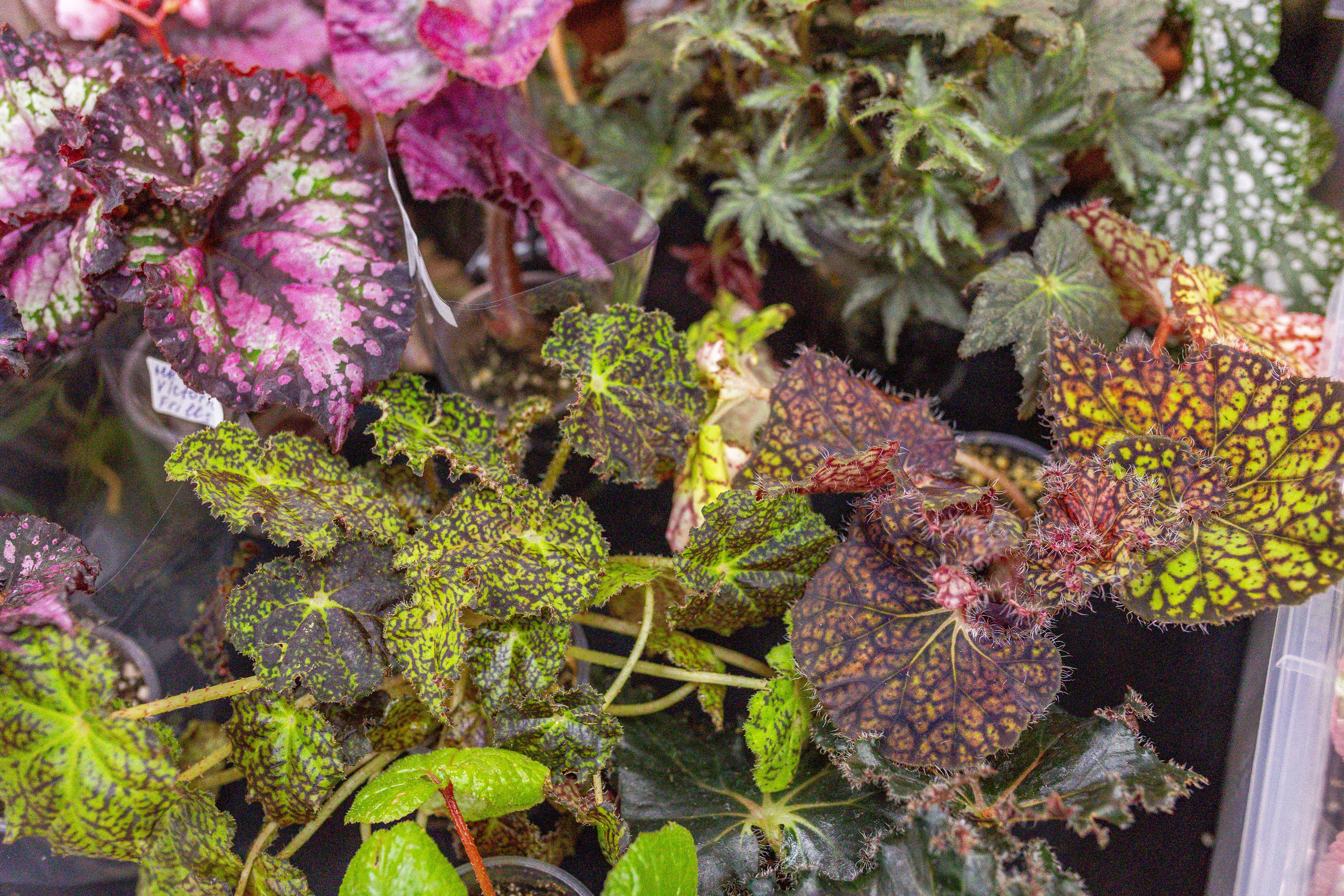 Монстериум апрель 2025. Александра Куликова фотограф, Москва