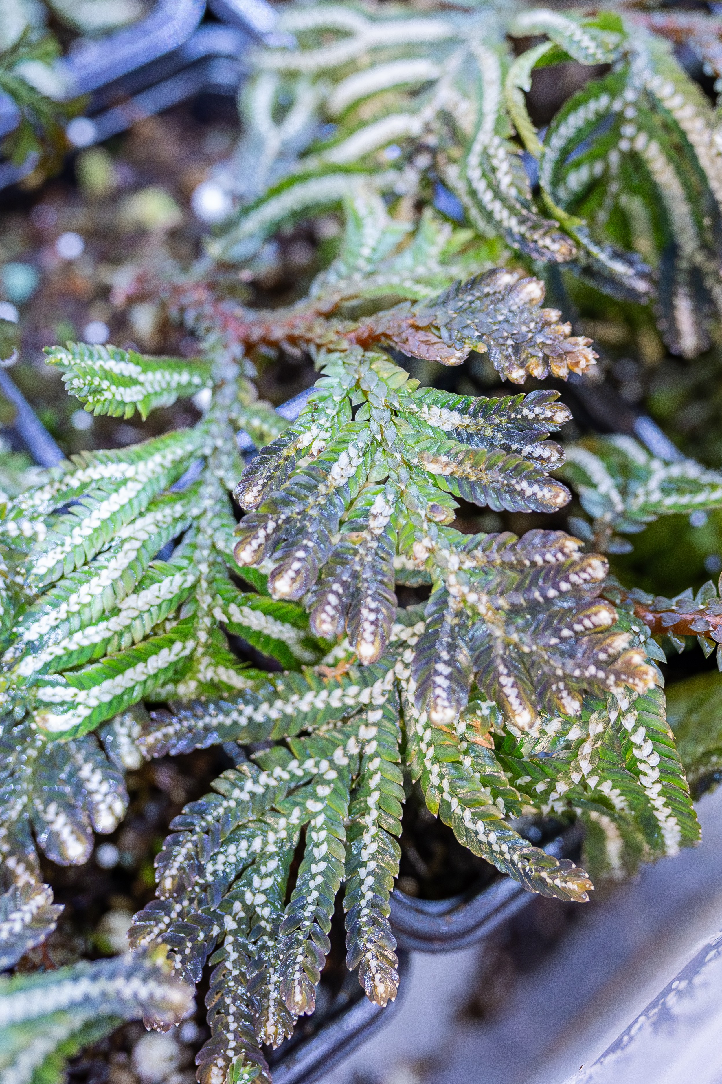 Монстериум апрель 2026. Александра Куликова фотограф, Москва