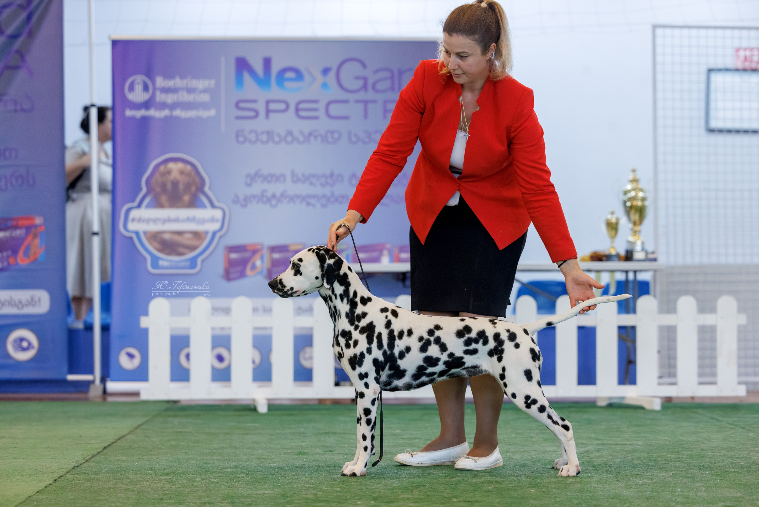 Батуми 3хCACIB 27-29.06.2025. Фотограф-анималист Юлия Германика