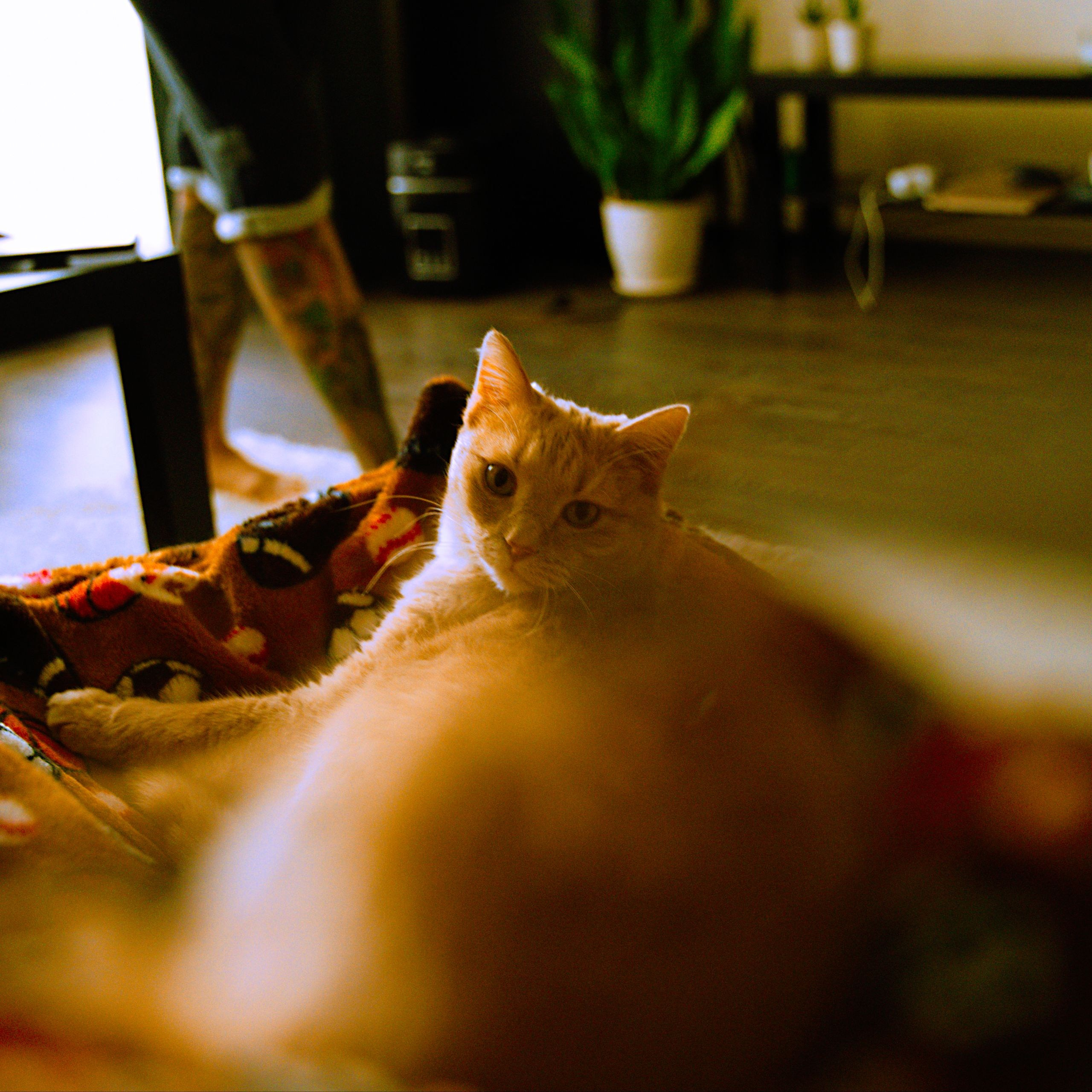 Chill wedding. Фотограф Серафим Крюков