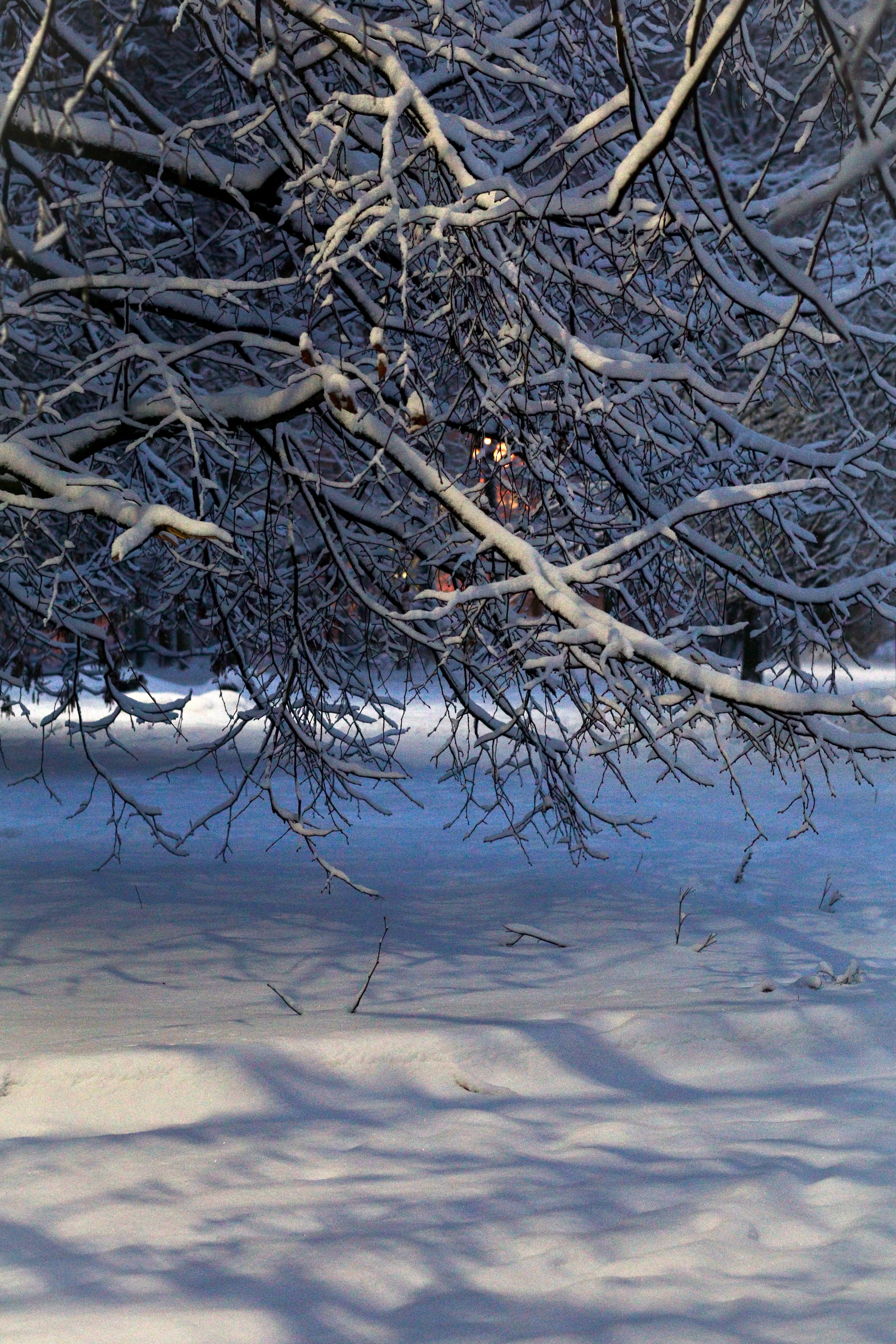 Зимняя сказка. Фотокружок «Видоискатель» ГБОУ СОШ № 291