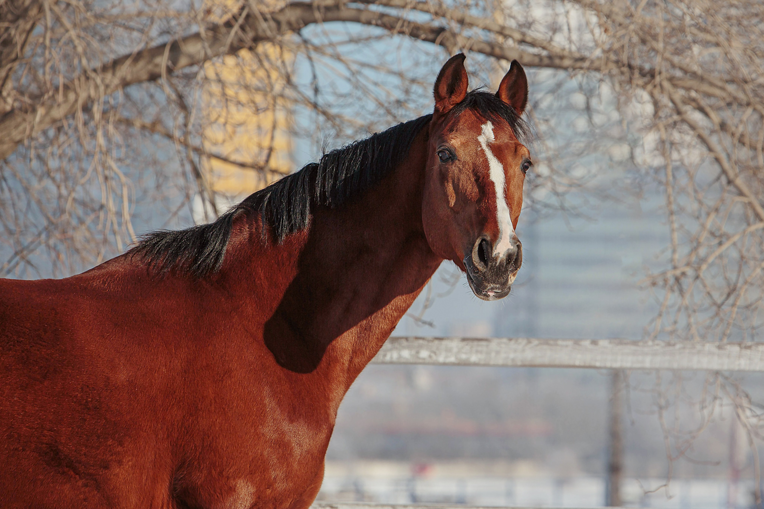 Лошади зимой. Конный фотограф в Красноярске — Любовь Похабова