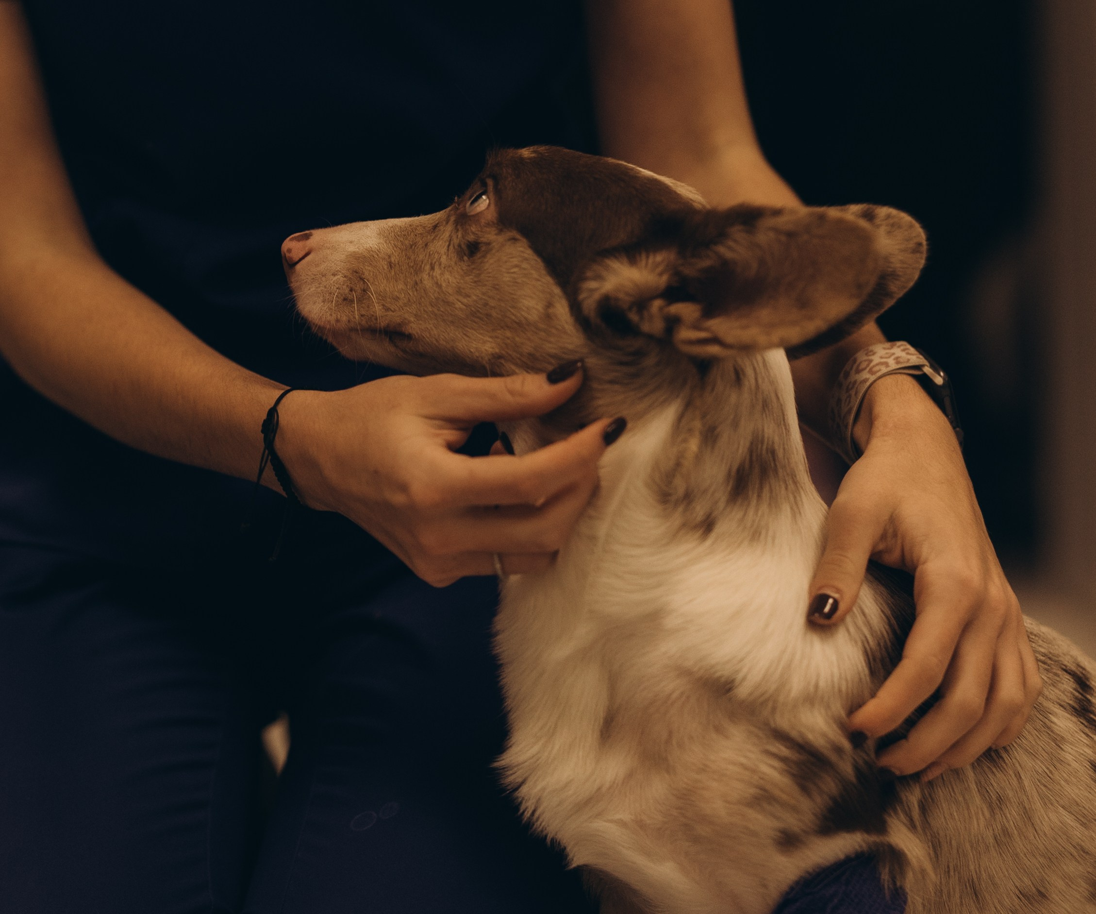 VetLife. Татьяна Афонина | Фотограф