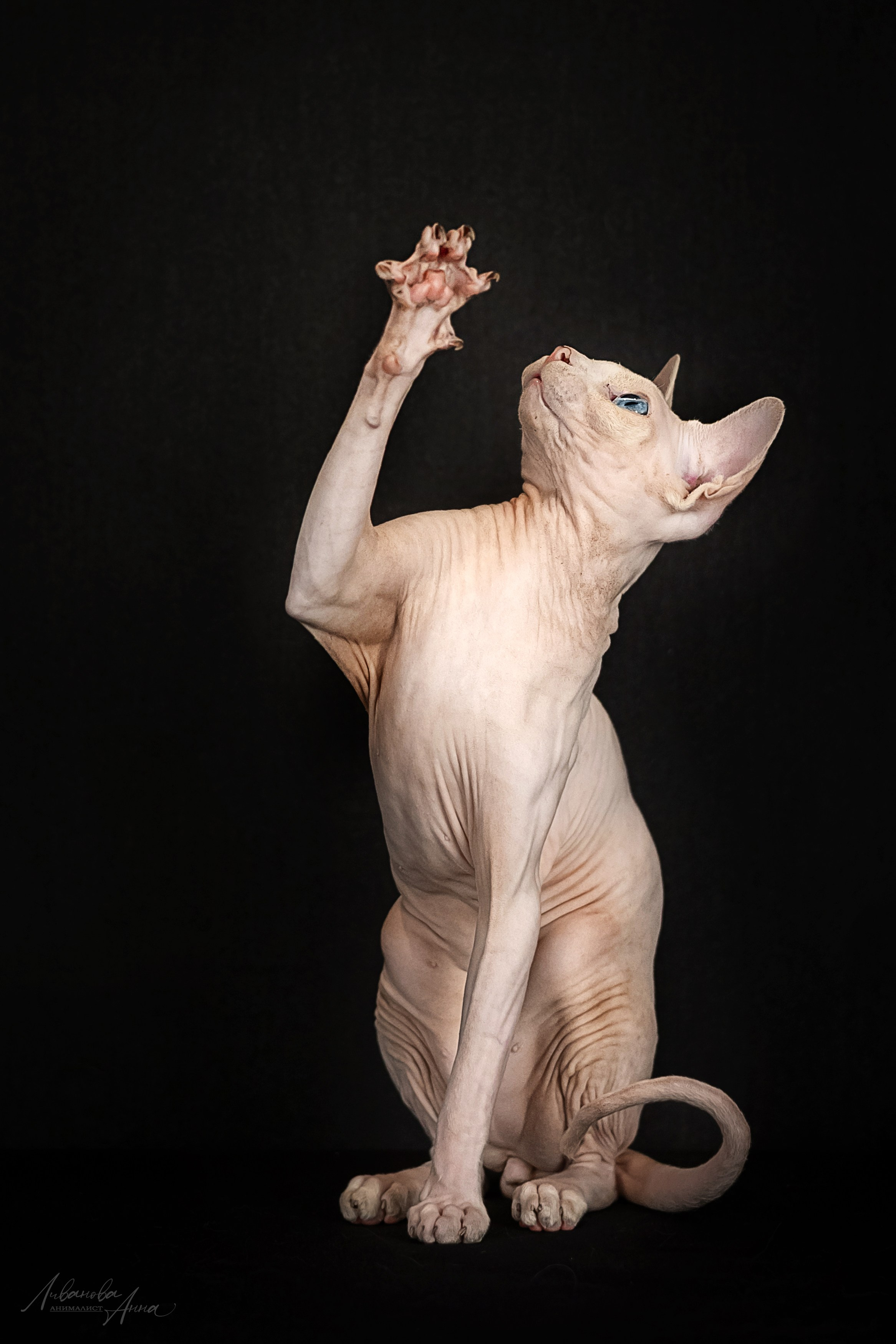 Сфинксы. Фотограф анималист Аня Ливанова | Рыбинск