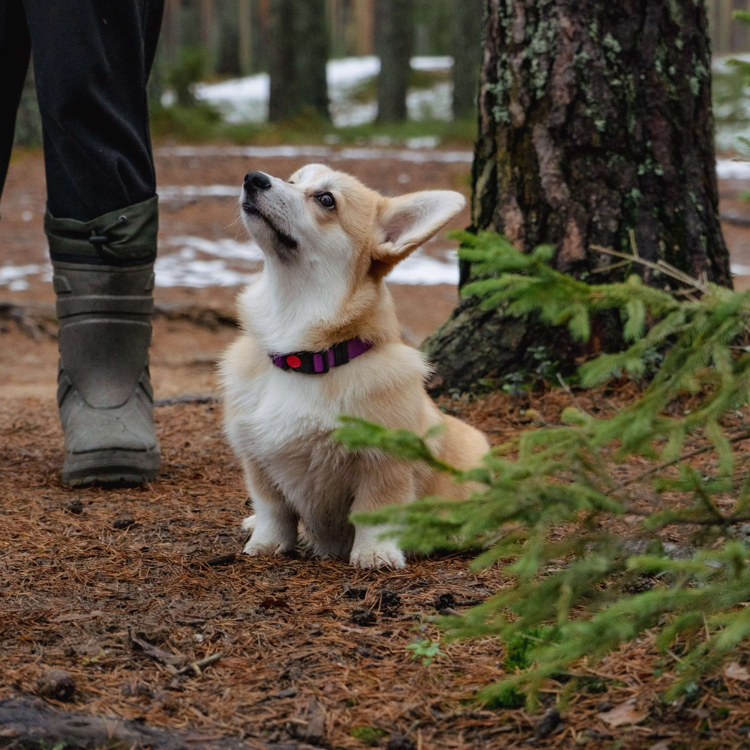 Фотосессии Пушистиков. Фотограф в Санкт-Петербурге Виктория Барышникова