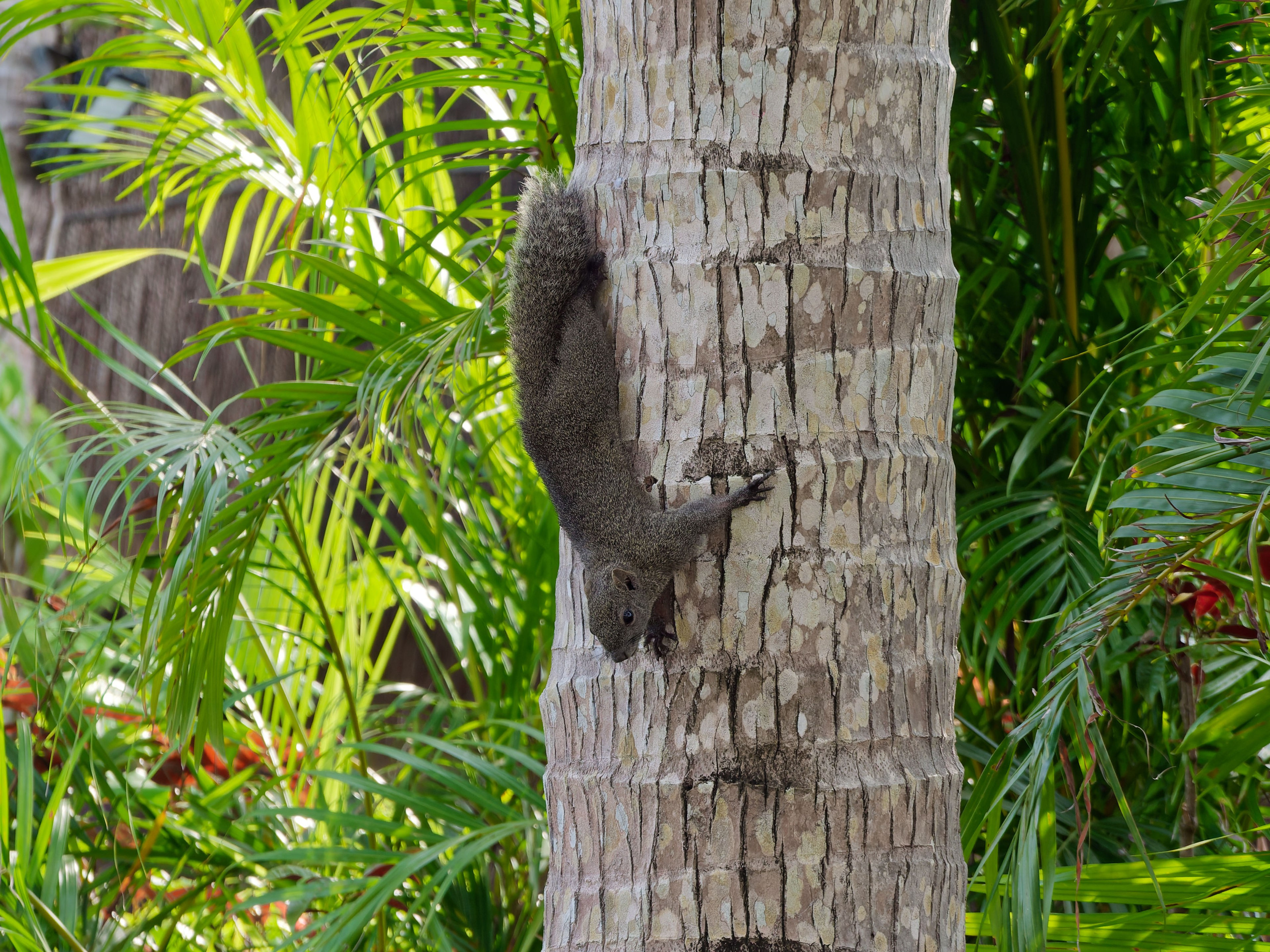 Хайнань 2026, белки. Фотопрогулки по Миру